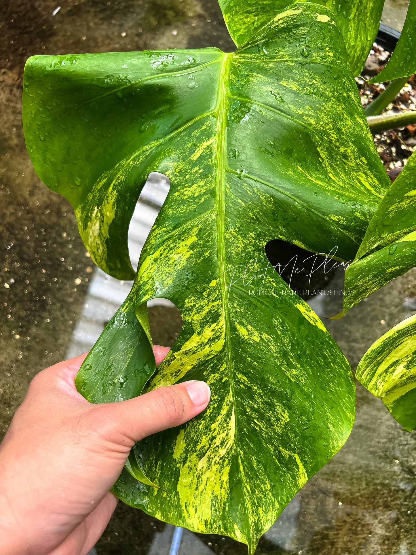 Monstera Deliciosa var. Borsigiana Aurea Variegated