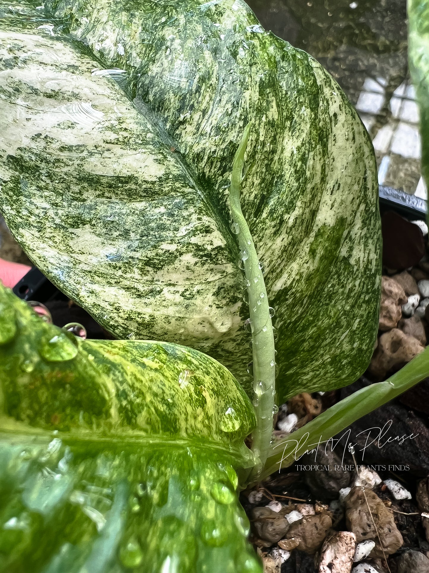 Rhaphidophora Pubelura Variegated