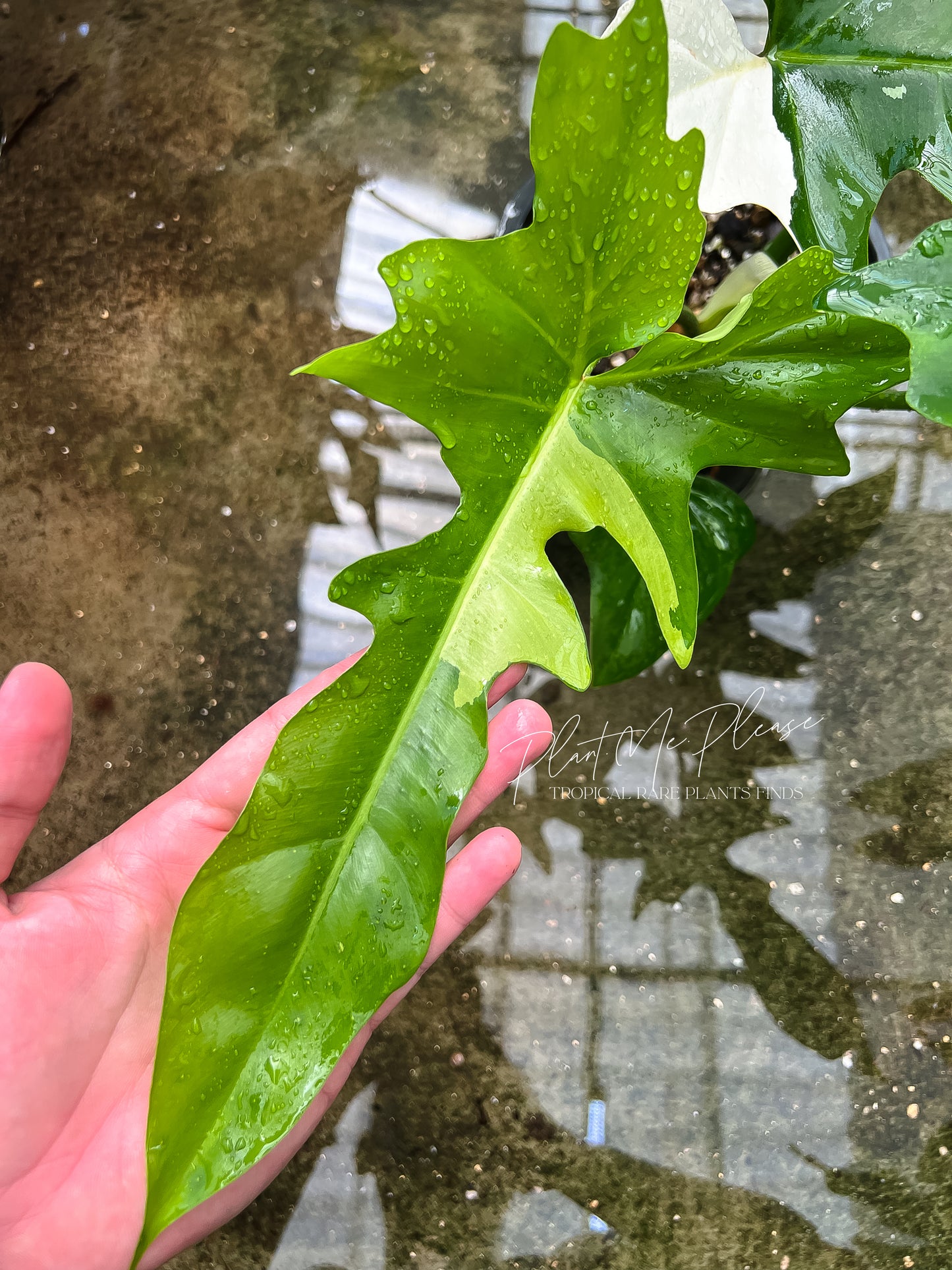 Philodendron Golden Dragon Variegated