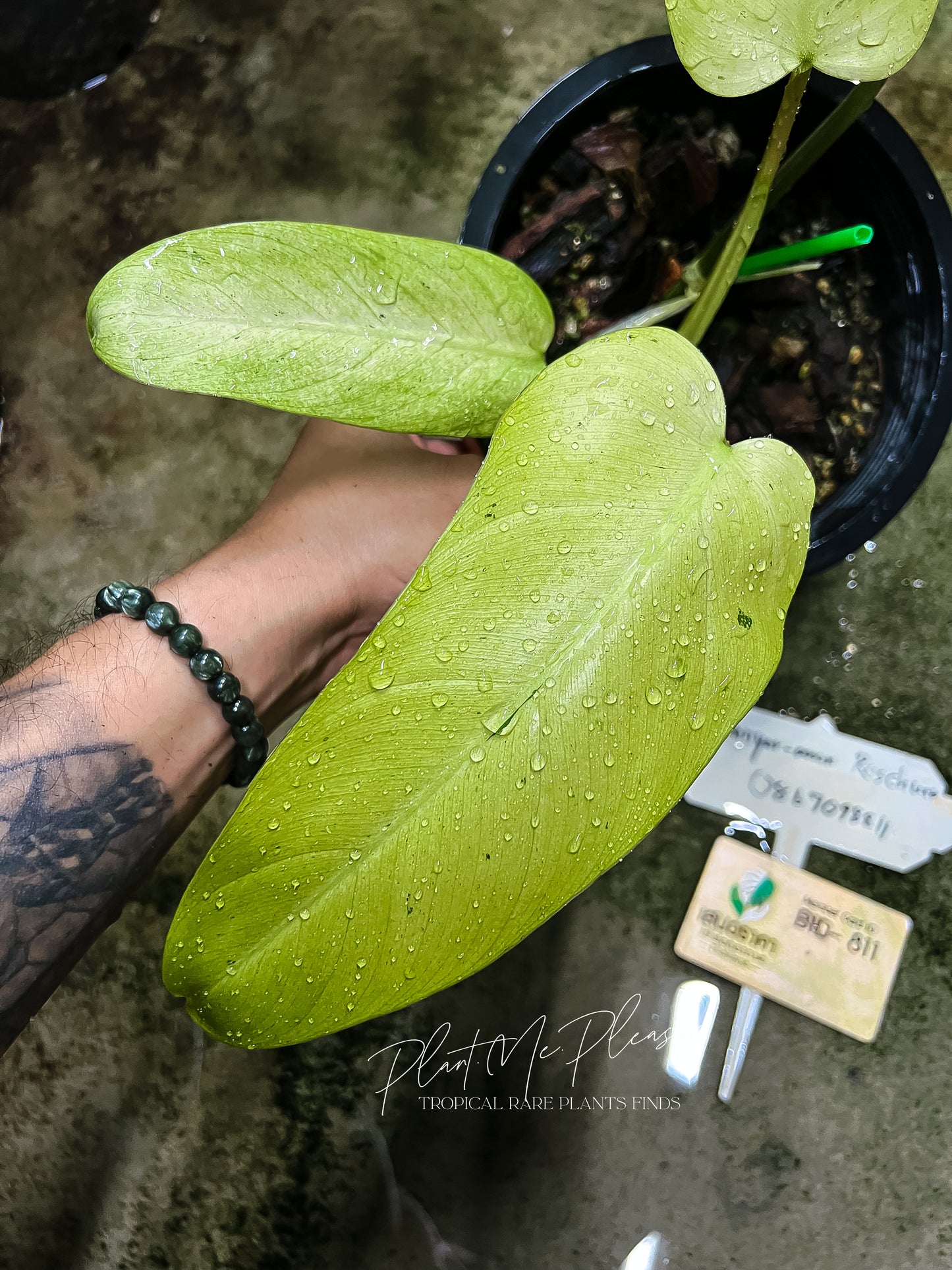 Philodendron Mottled Whipple Way Variegated
