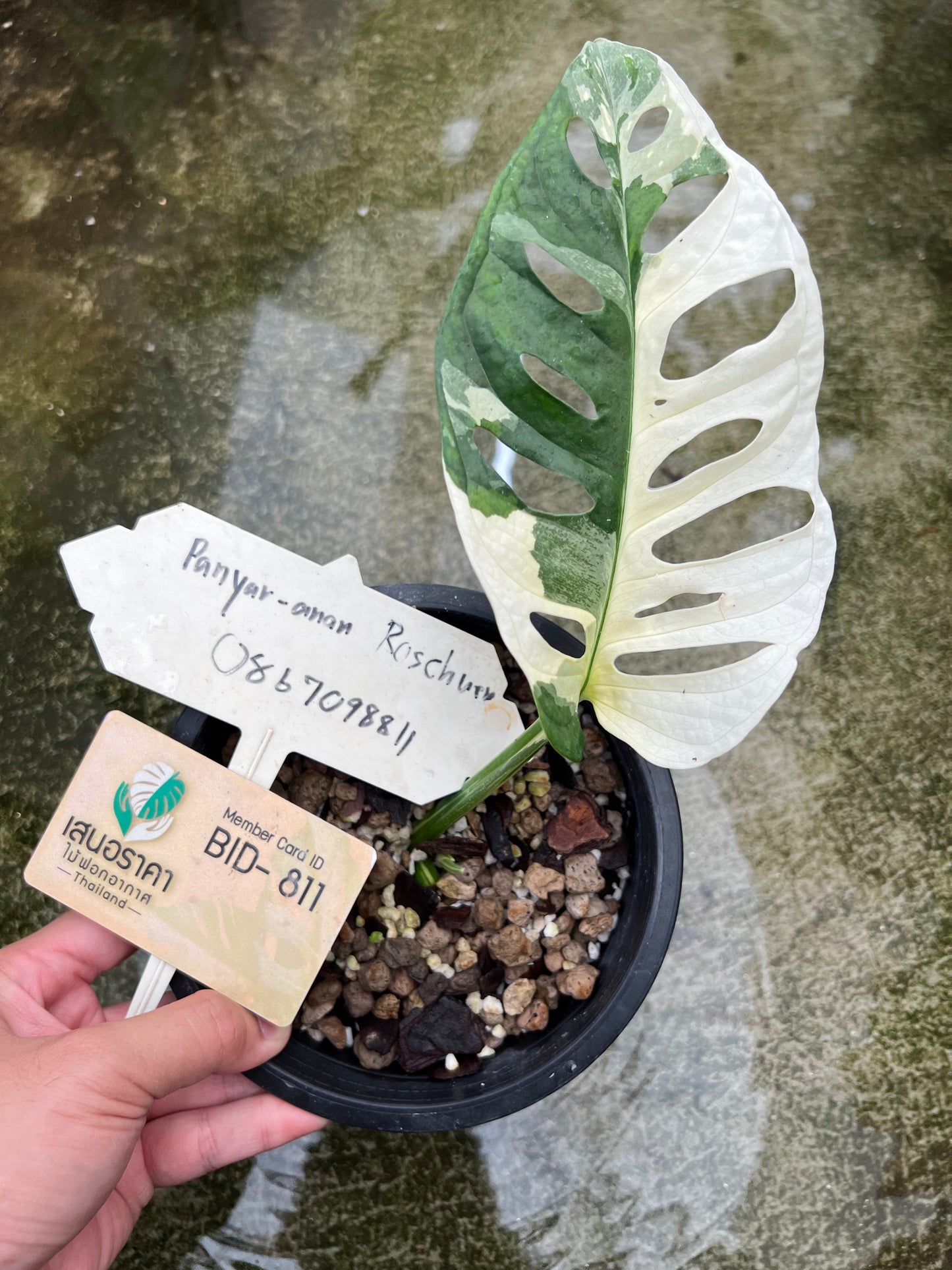Monstera Adansonii Variegated Tricolor Large form.