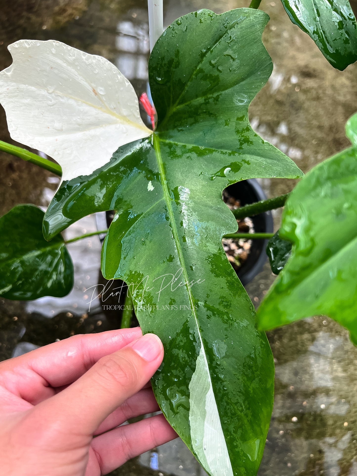 Philodendron Golden Dragon Variegated