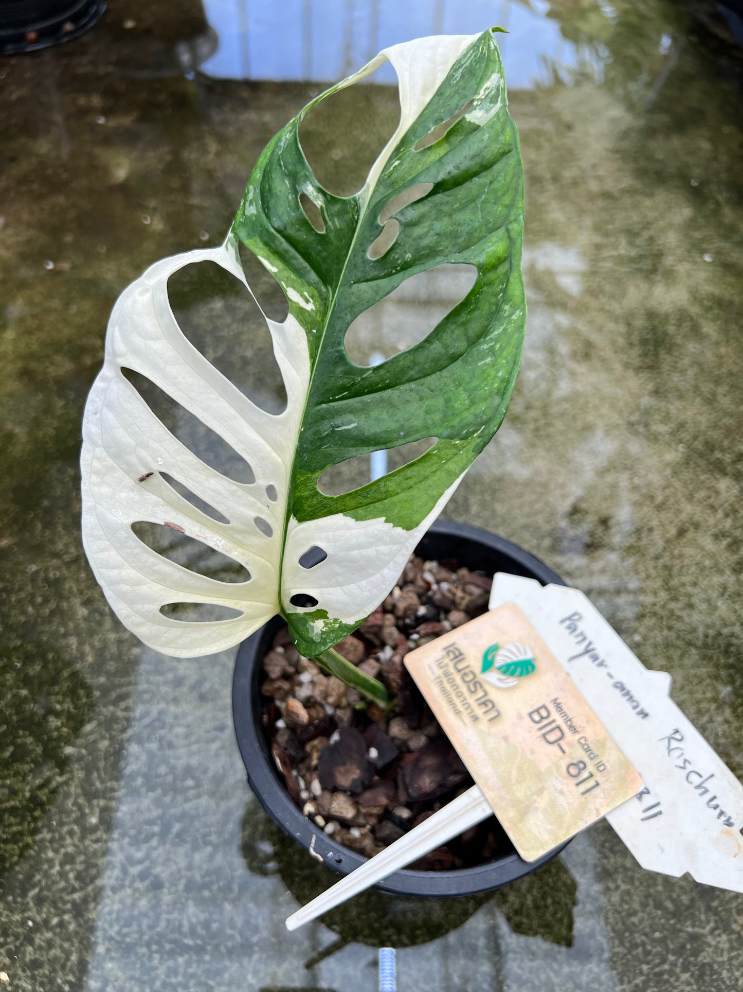 Monstera Adansonii Variegated Tricolor Large form.
