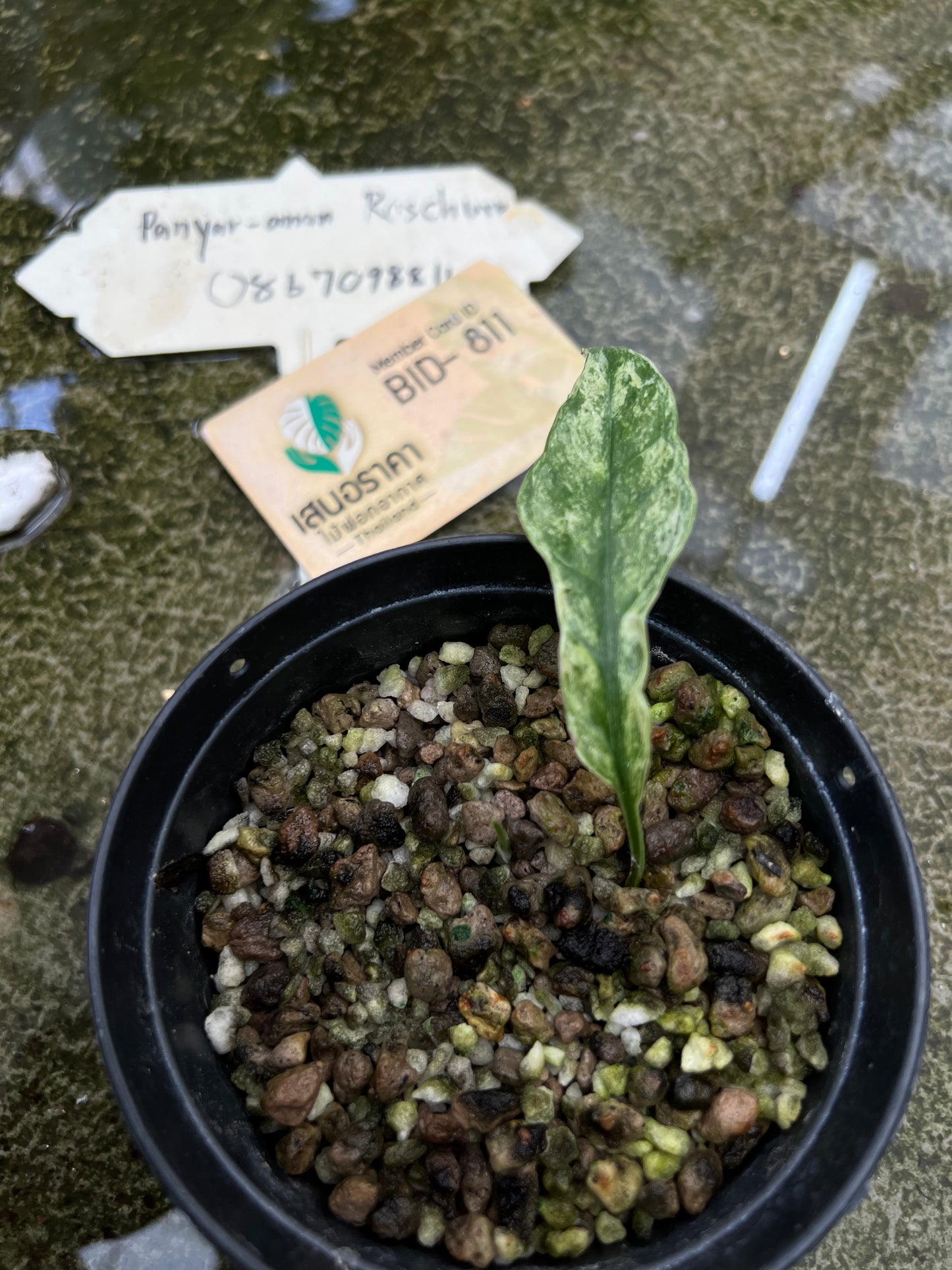 Epipremnum Sp. Bali Hanoman Variegated