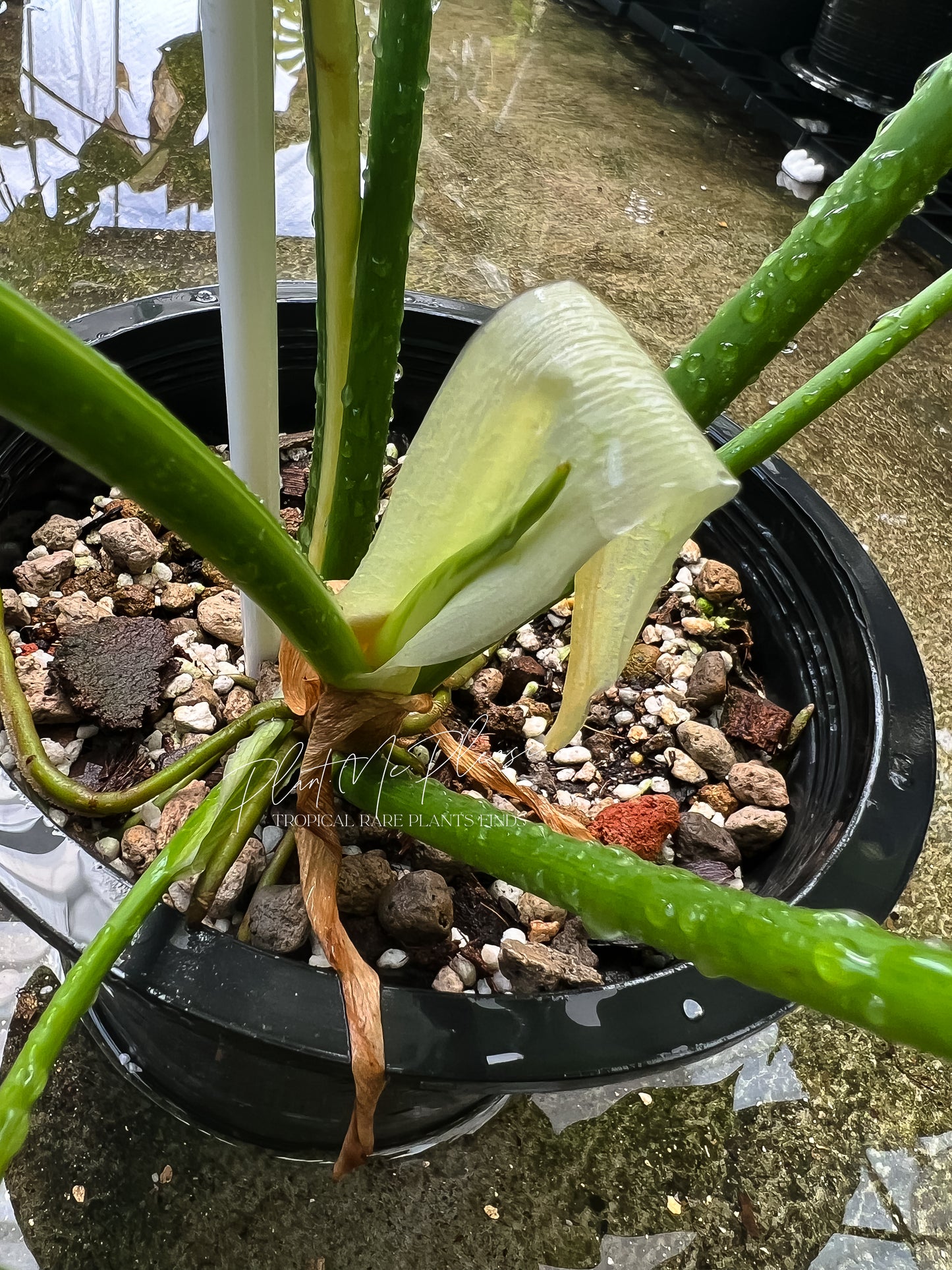 Philodendron Golden Dragon Variegated