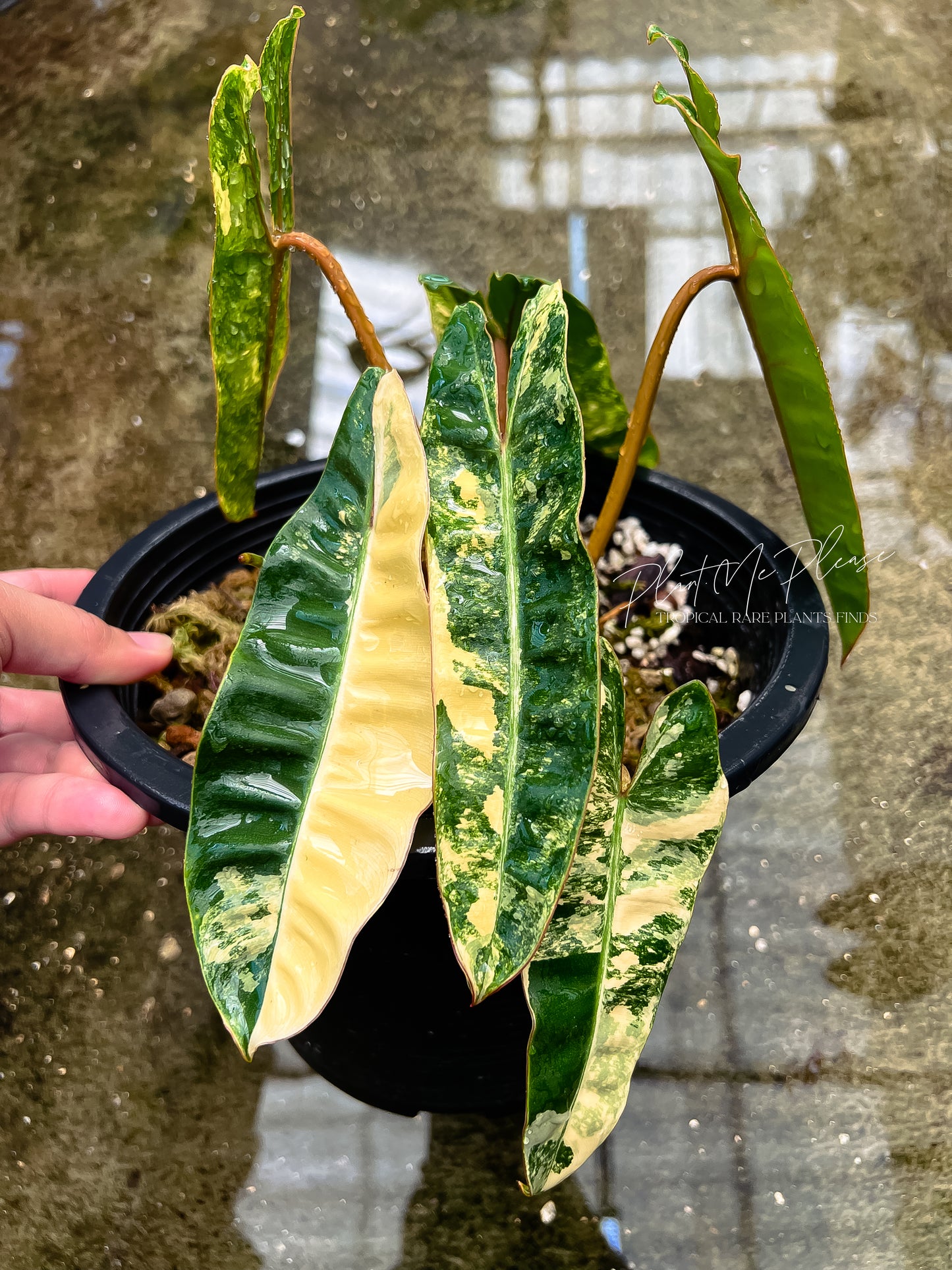 Philodendron Billietiae Variegated