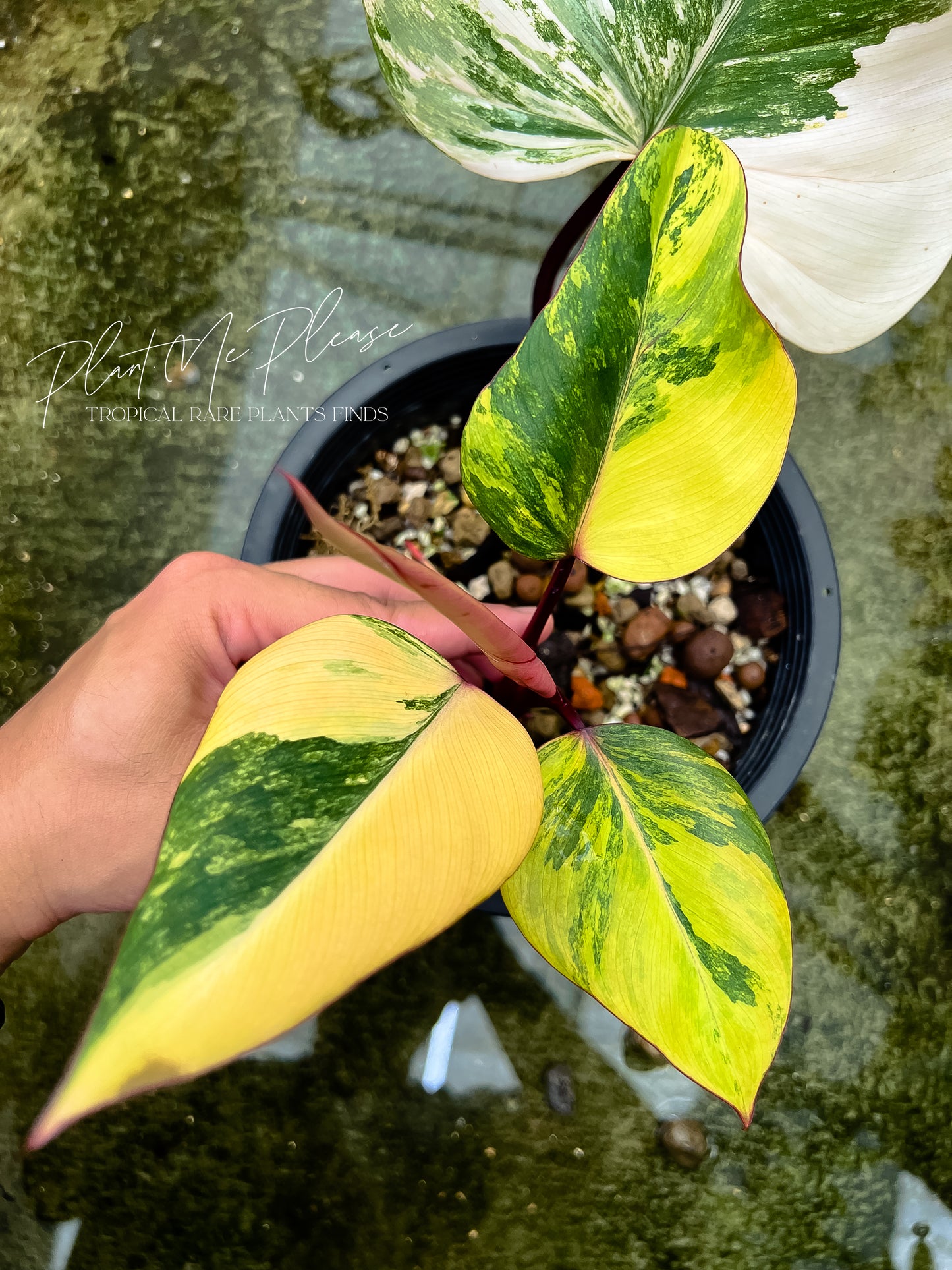 Philodendron Red Emerald Variegated - Strawberry Shake Variegated