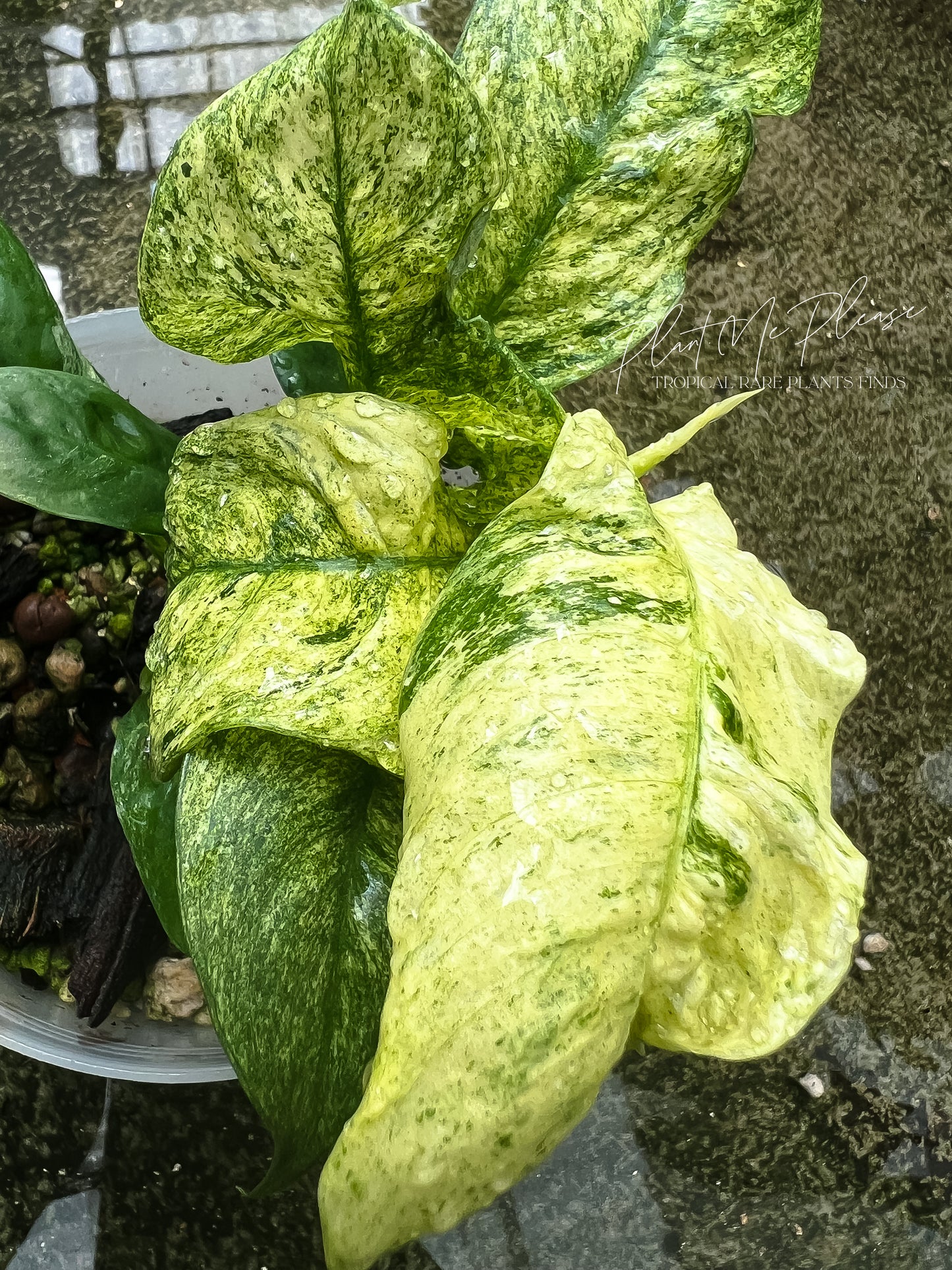Rhaphidophora Puberula Variegated