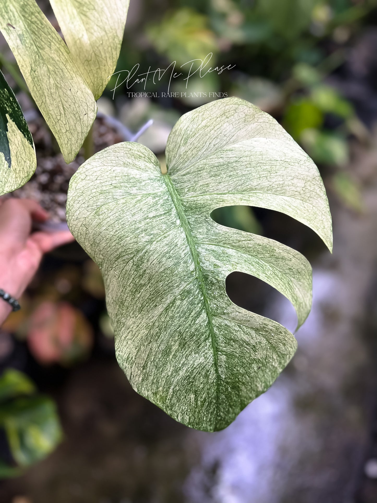Monstera Deliciosa x Borsigiana Full Mint Variegated