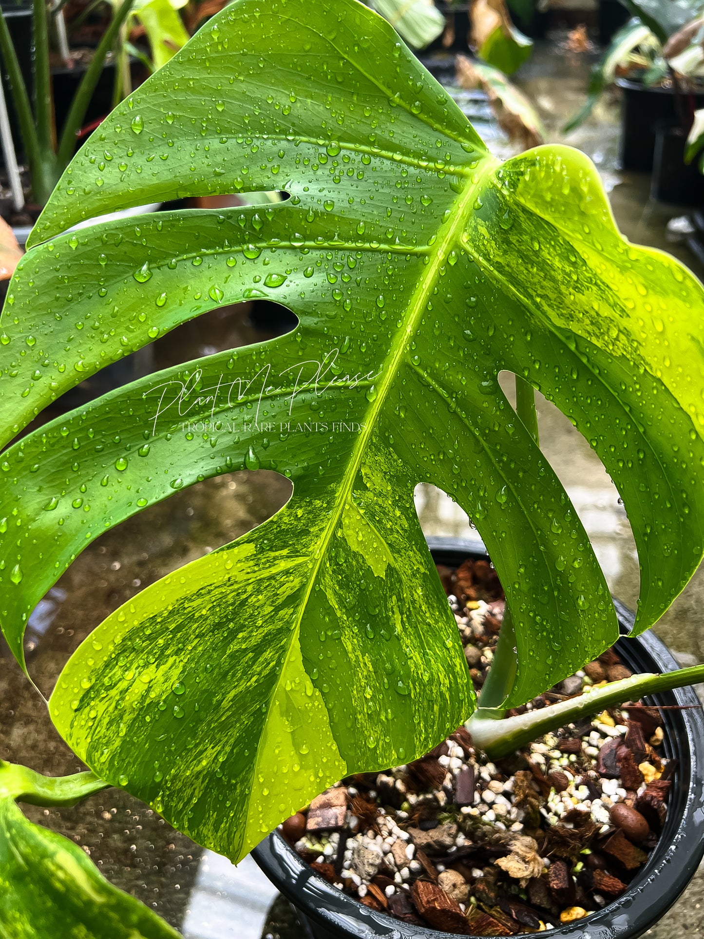 Monstera Deliciosa var. Borsigiana Aurea Variegated
