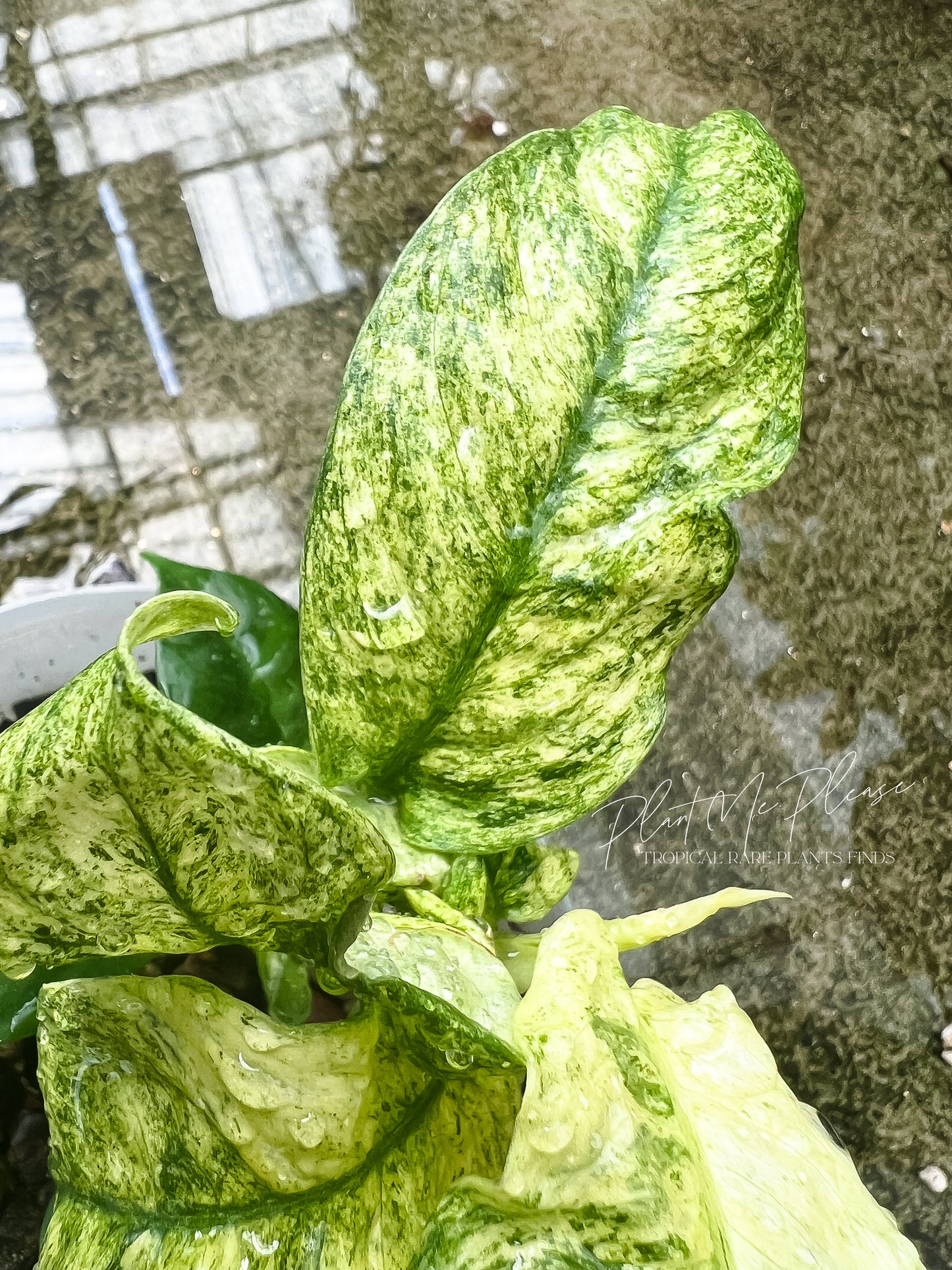 Rhaphidophora Puberula Variegated