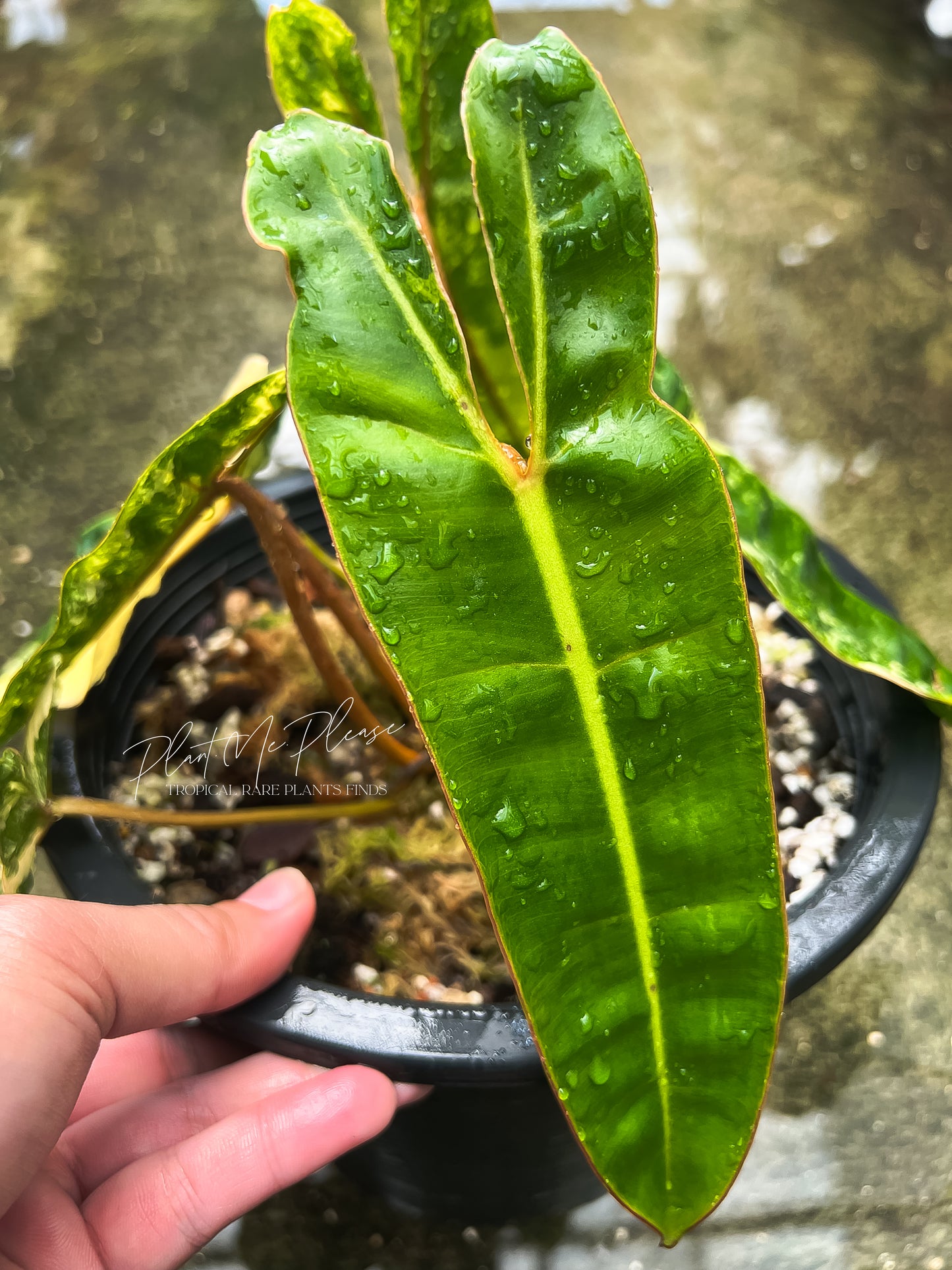 Philodendron Billietiae Variegated