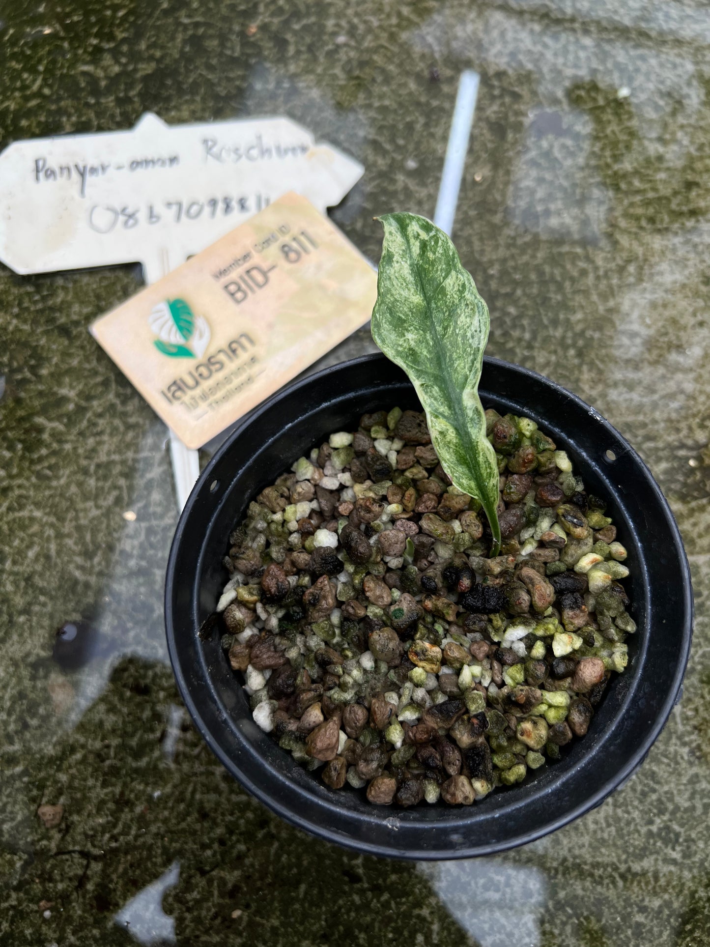 Epipremnum Sp. Bali Hanoman Variegated