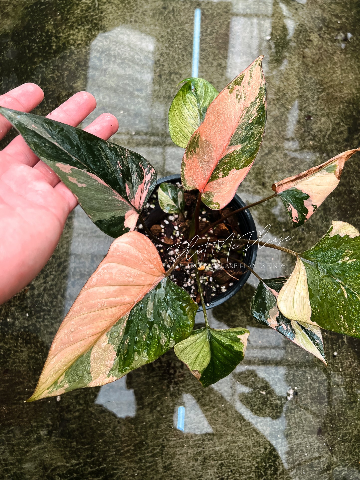 Homalomena Pink Diamond Variegated