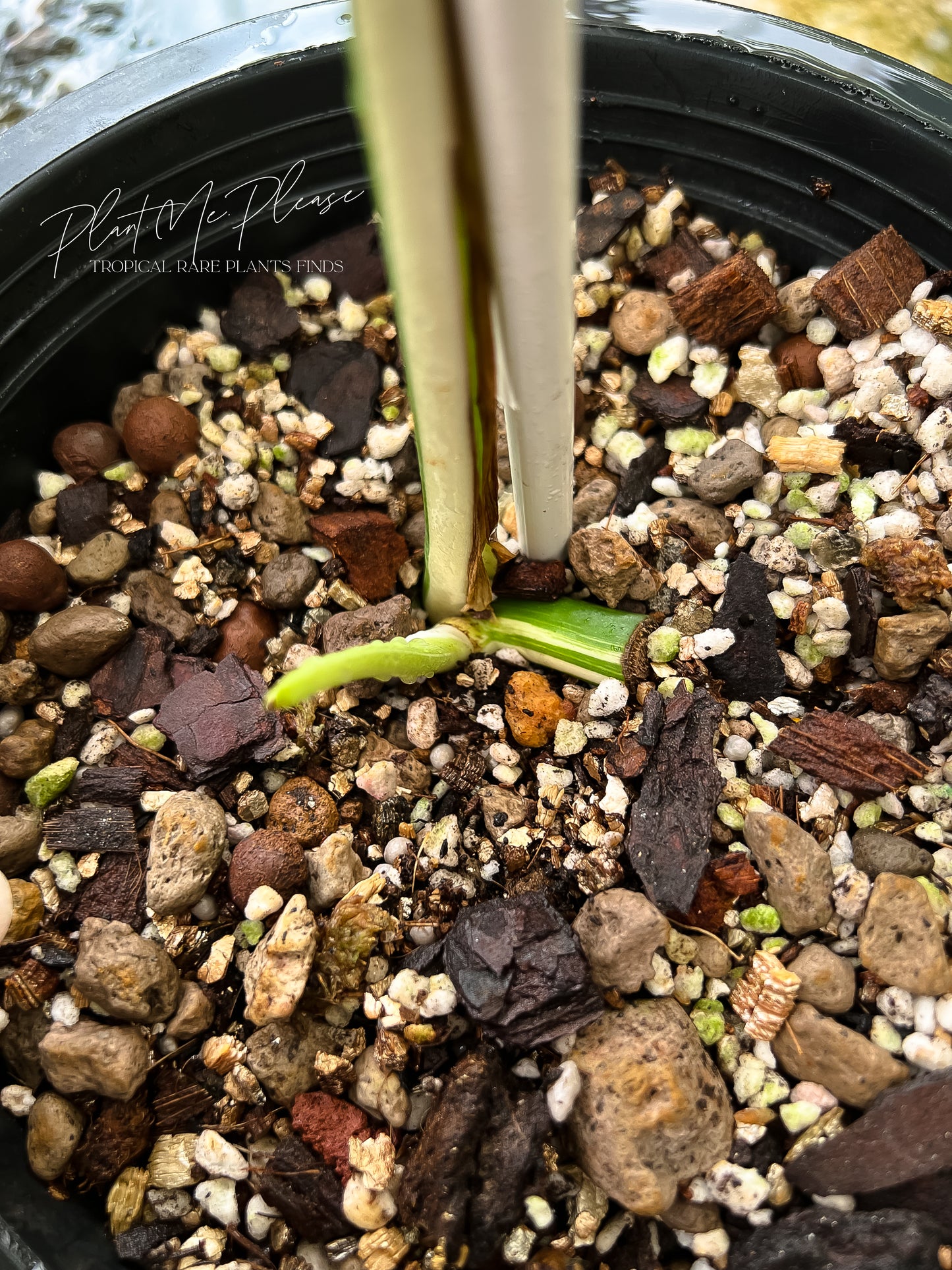 Monstera Borsigiana Albo Half Moon