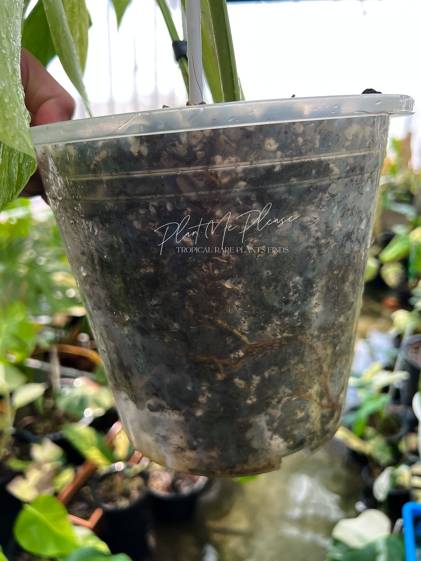 Monstera Deliciosa x Borsigiana Full Mint Variegated
