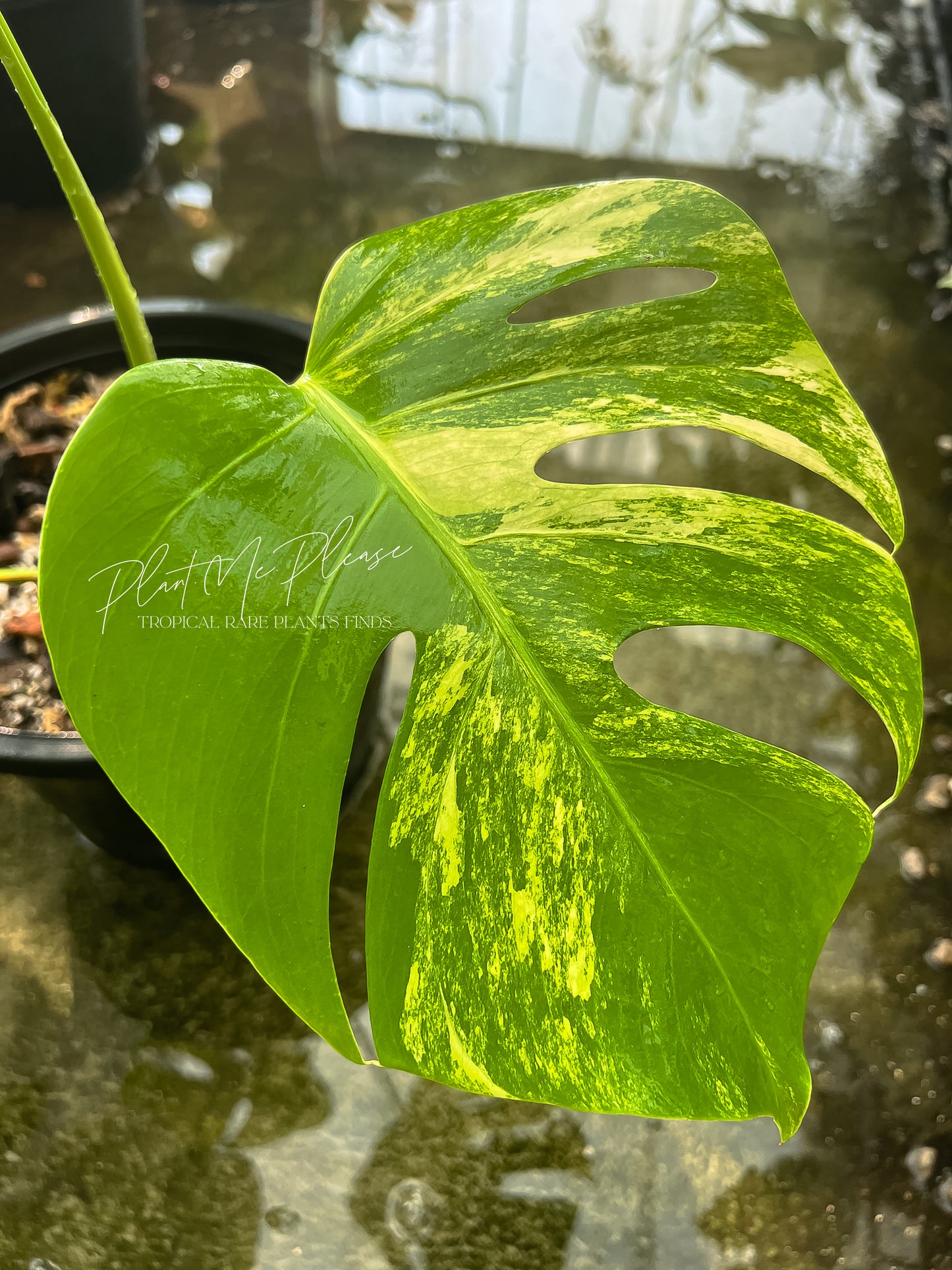 Monstera Deliciosa var. Borsigiana Aurea Variegated