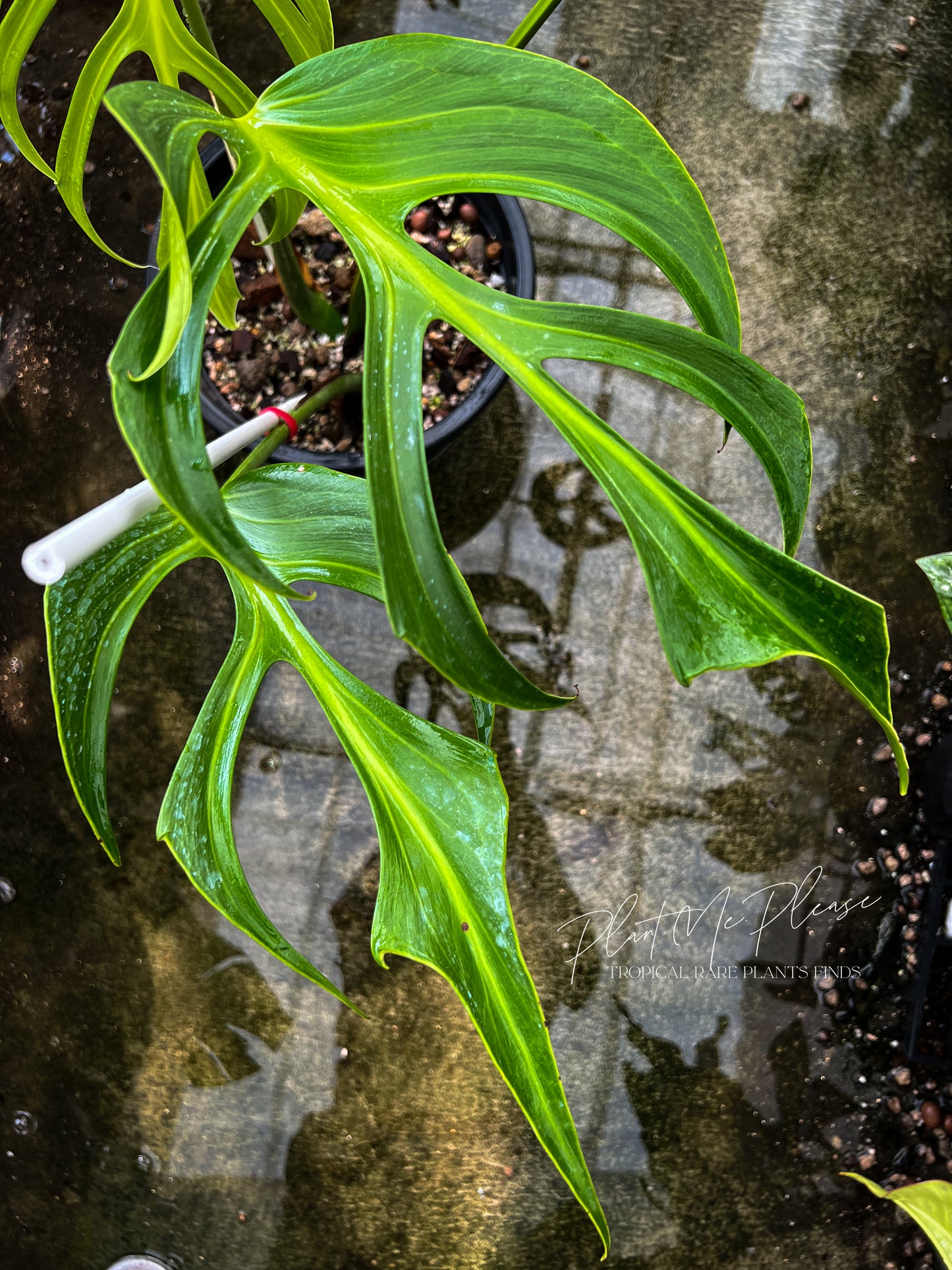 Monstera Burle Marx Flame
