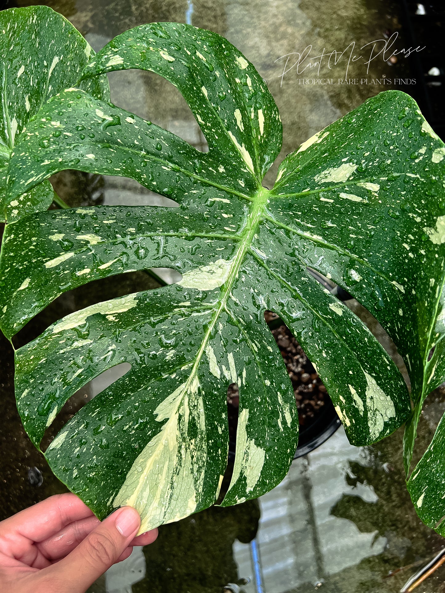 Monstera Deliciosa Thai Constellation