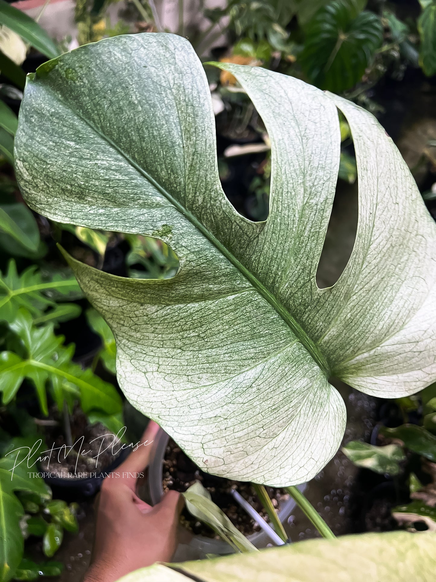 Monstera Deliciosa x Borsigiana Full Mint Variegated