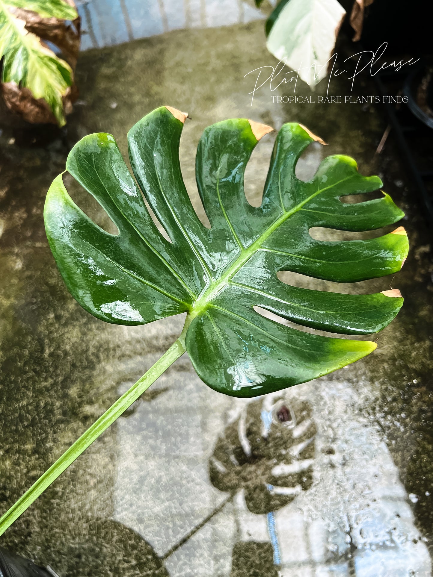 Monstera Deliciosa White Monster