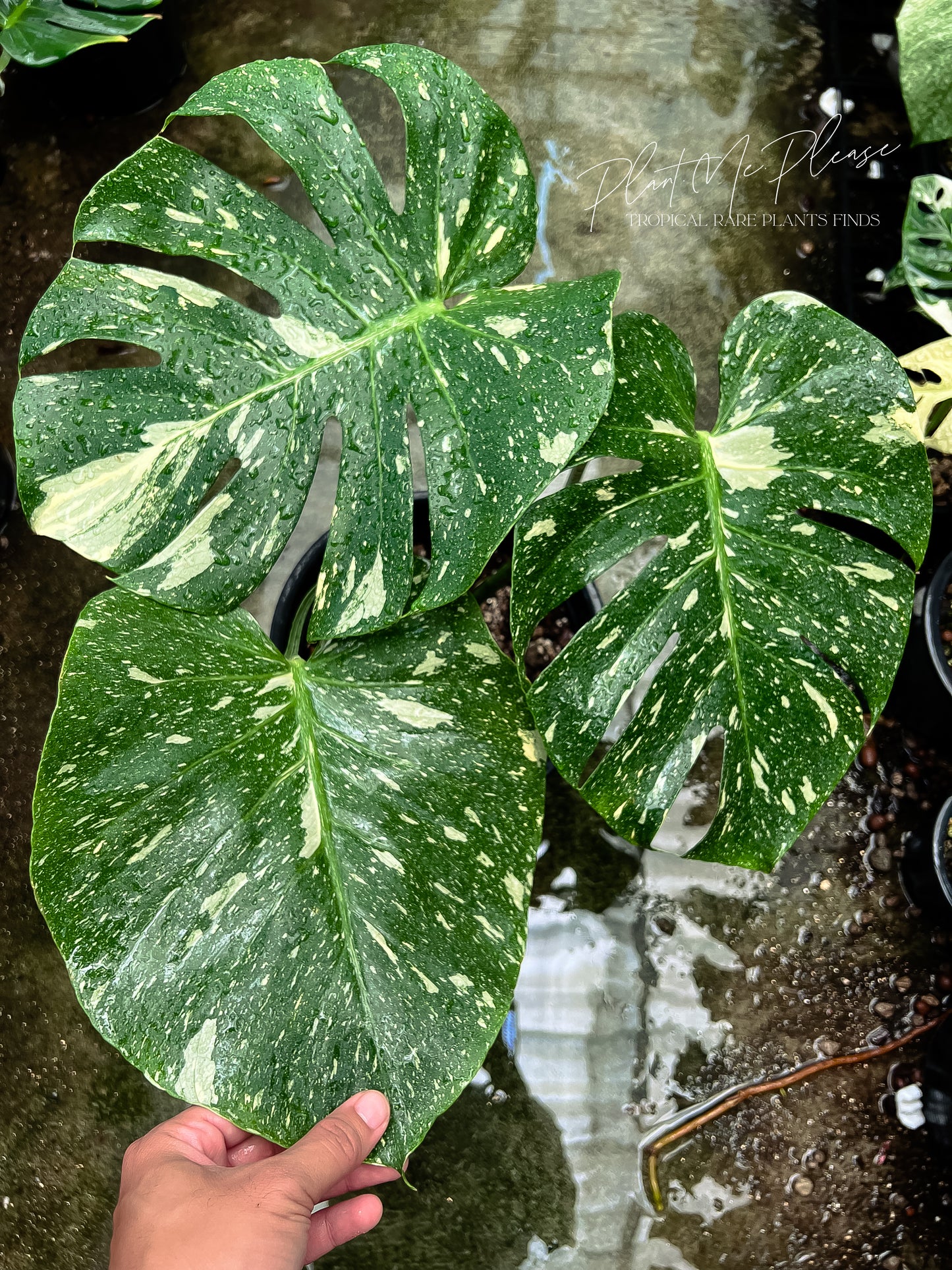 Monstera Deliciosa Thai Constellation