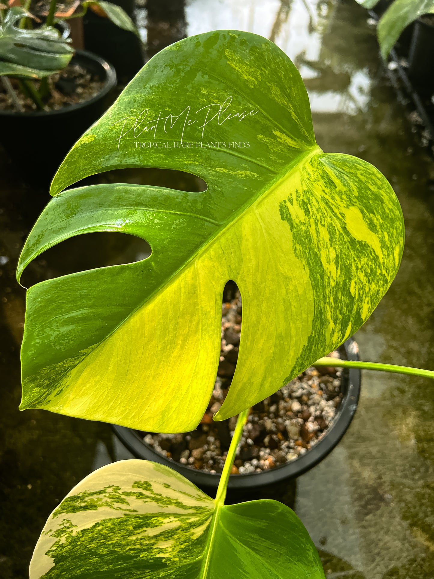 Monstera Deliciosa var. Borsigiana Aurea Variegated