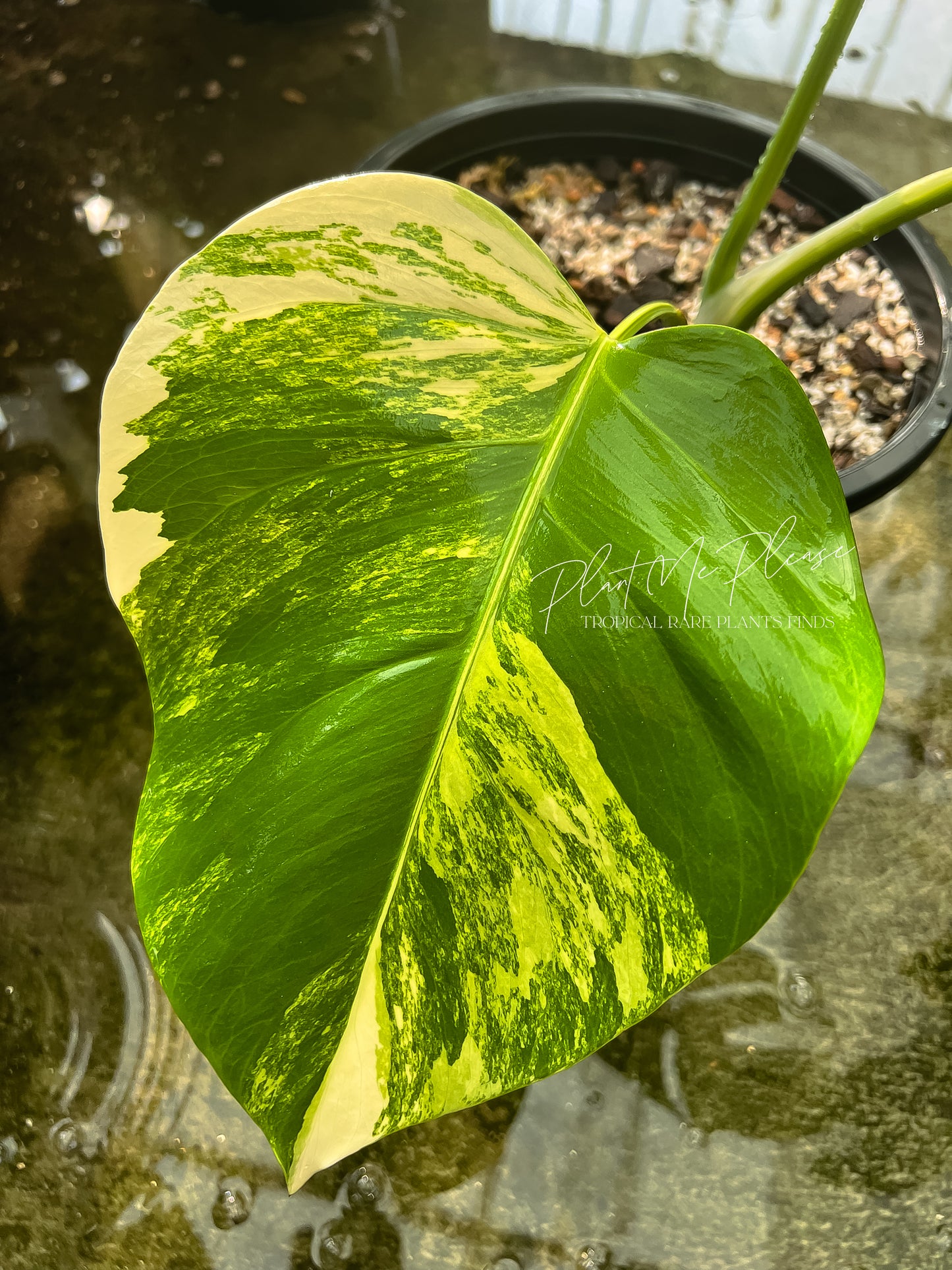 Monstera Deliciosa var. Borsigiana Aurea Variegated