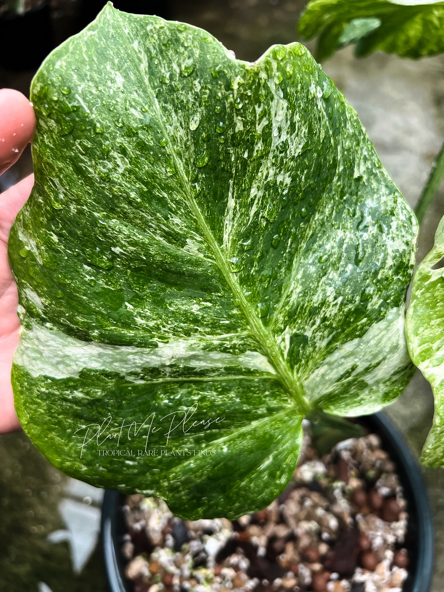 Monstera Deliciosa Contortar