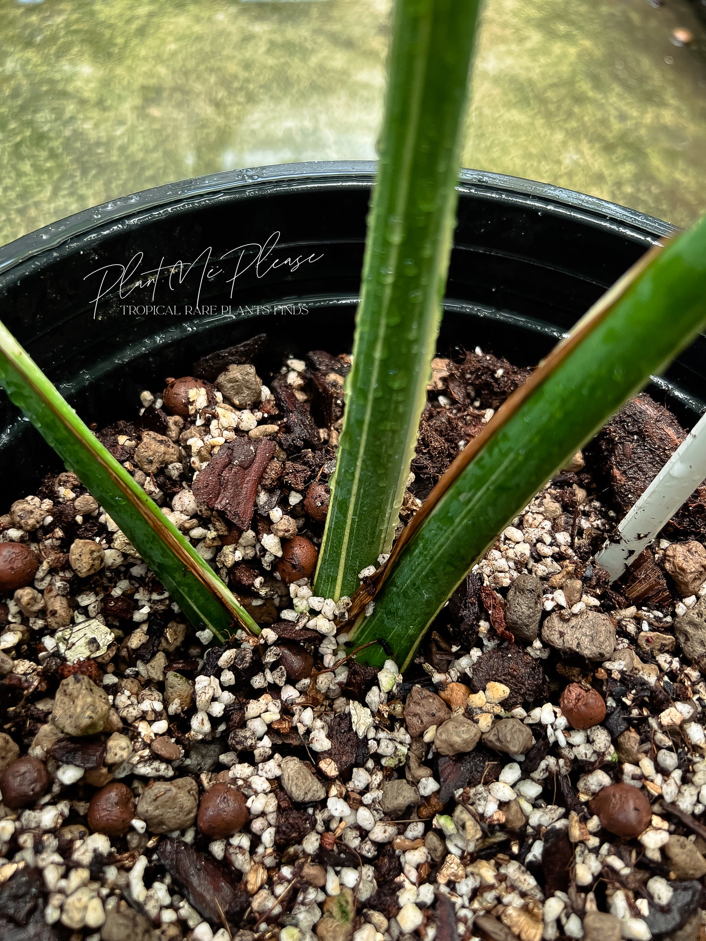 Monstera Deliciosa Thai Constellation
