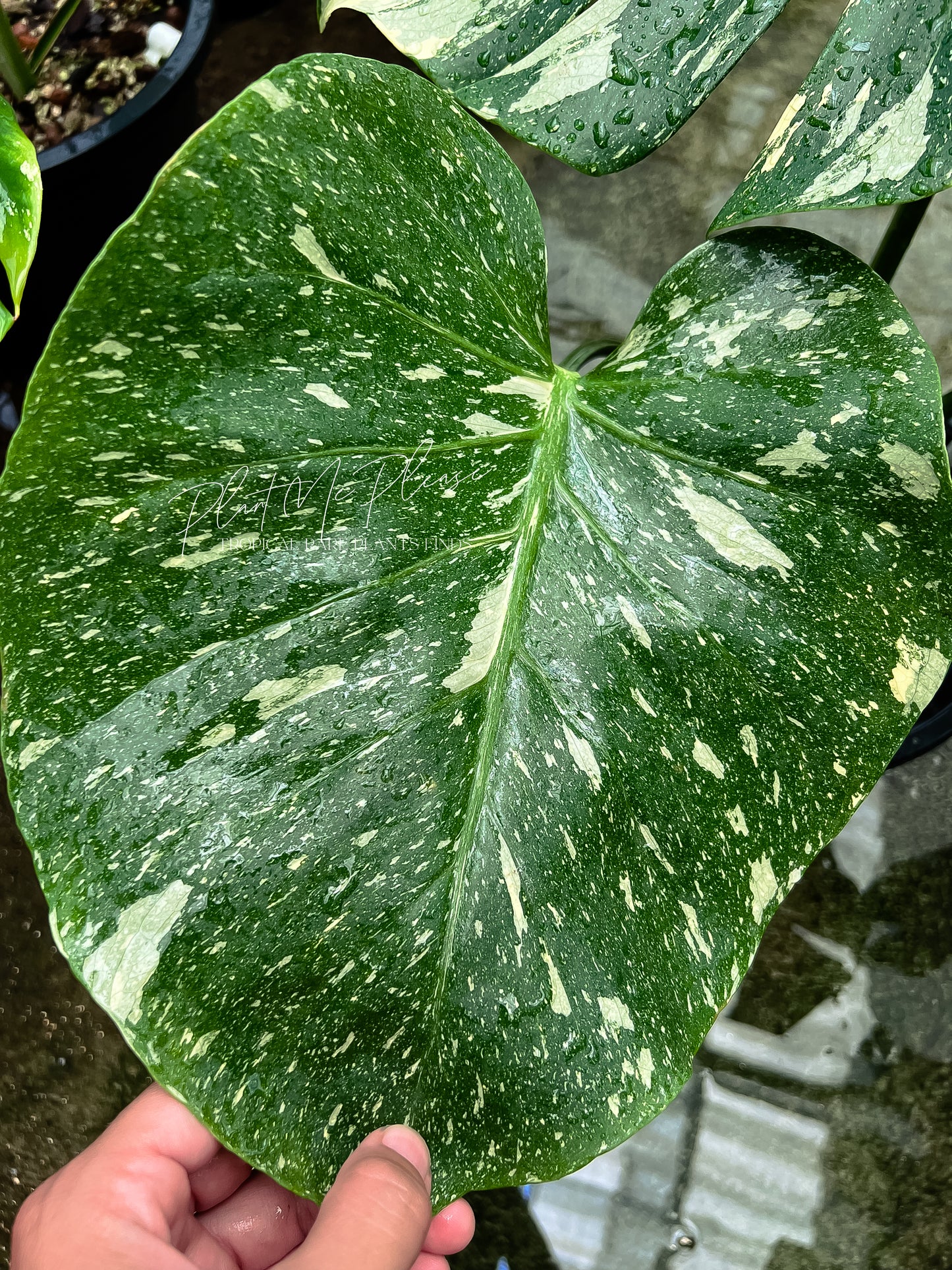 Monstera Deliciosa Thai Constellation