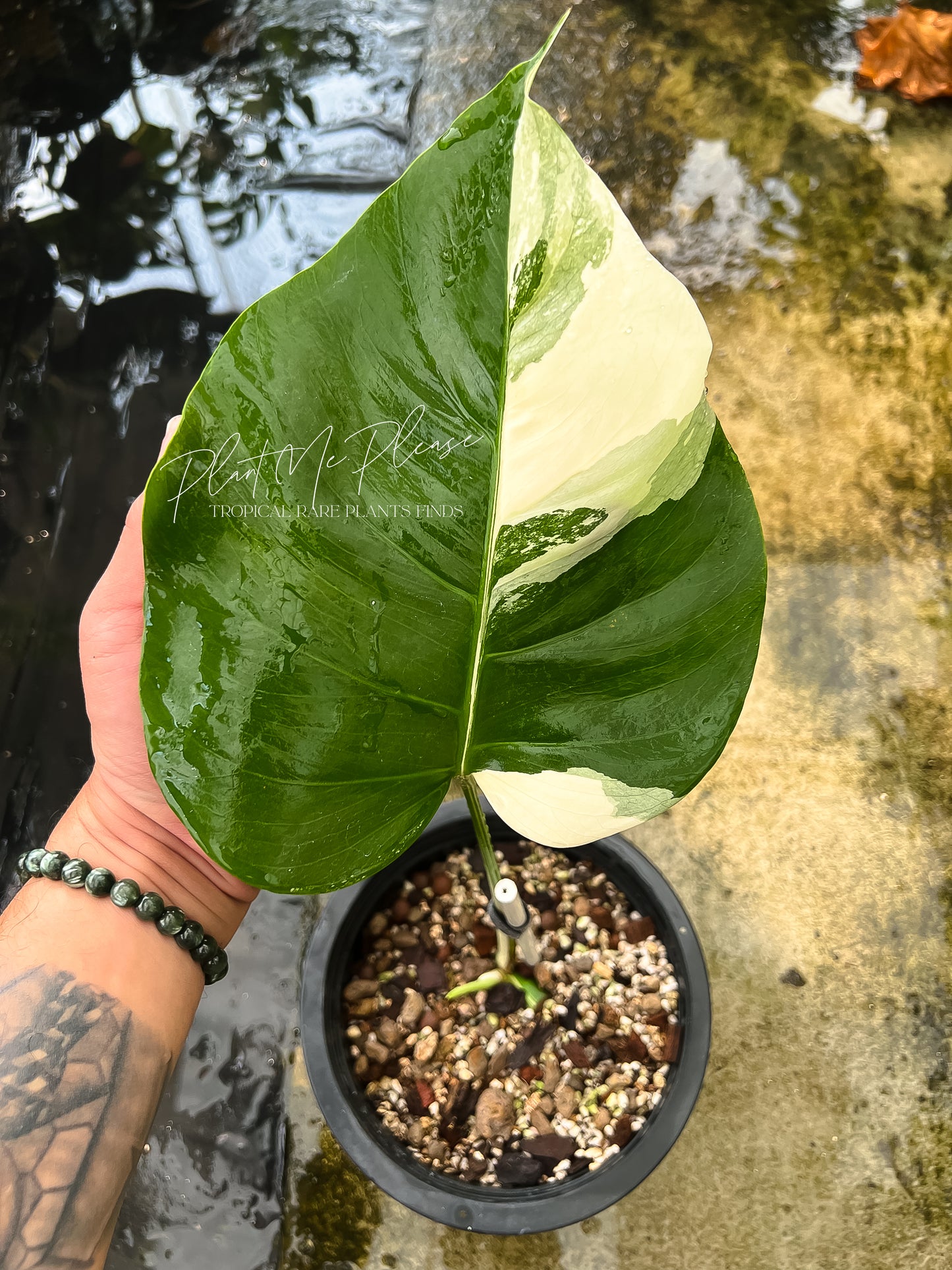 Monstera Borsigiana Albo Half Moon