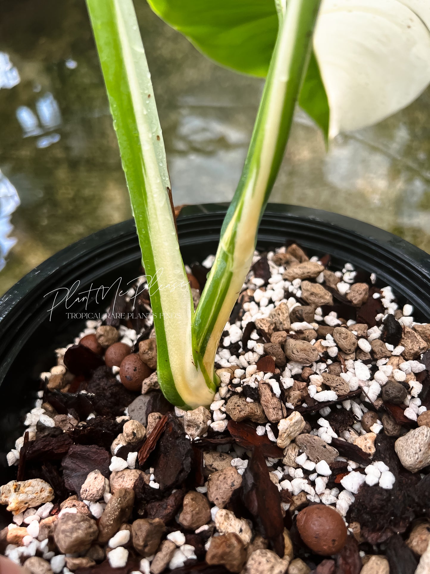 Monstera Borsigiana Albo Half Moon