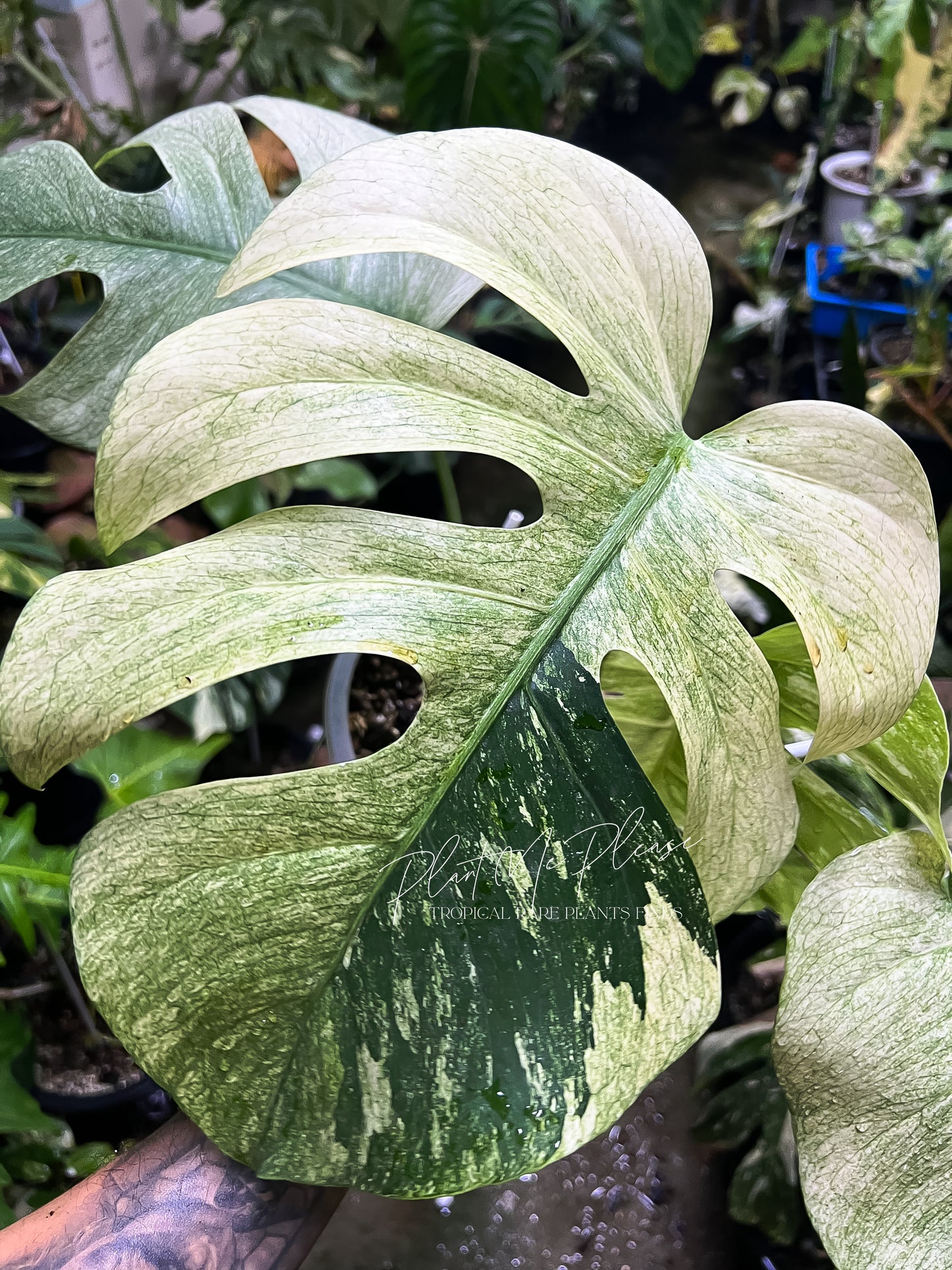 Monstera Deliciosa x Borsigiana Full Mint Variegated