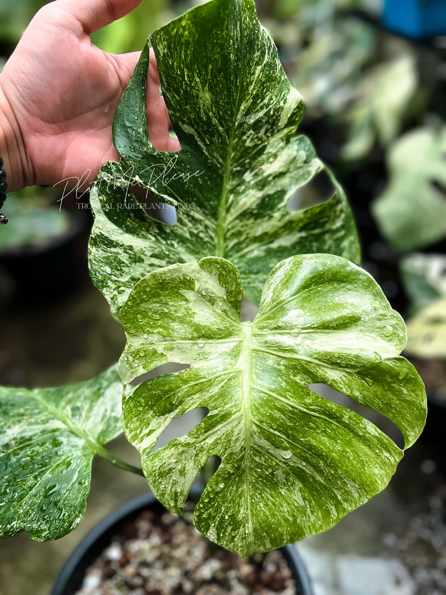 Monstera Deliciosa Contortar