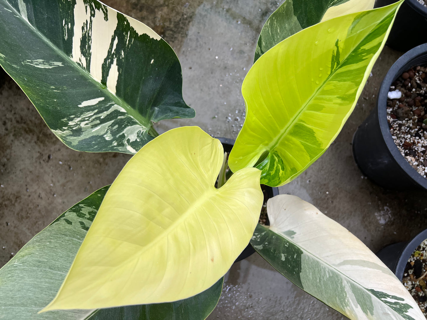 Philodendron Green Congo Variegated