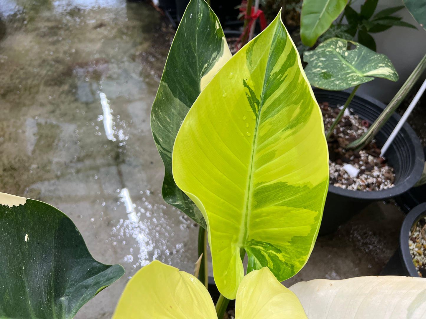Philodendron Green Congo Variegated