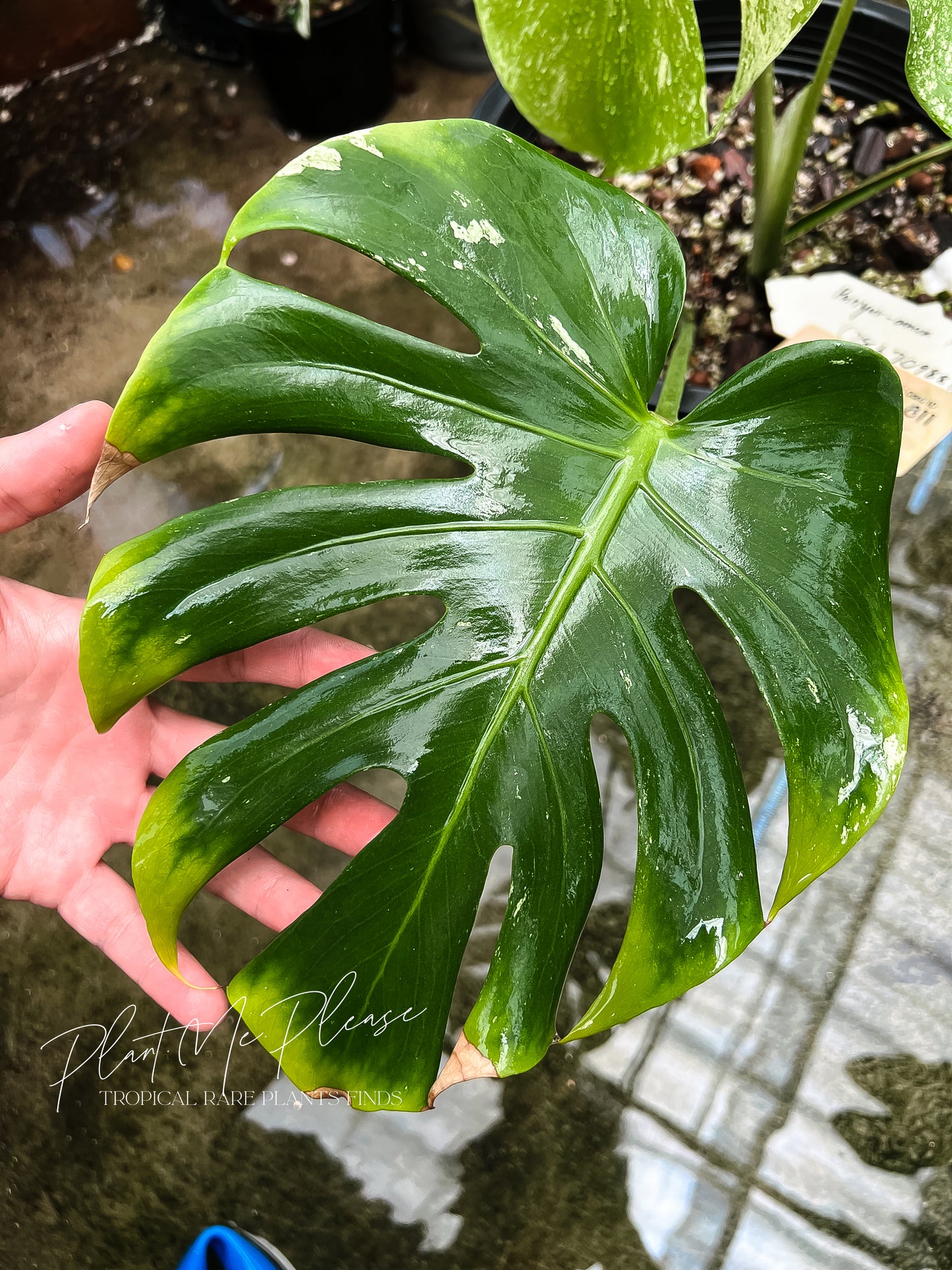 Monstera Deliciosa White Monster