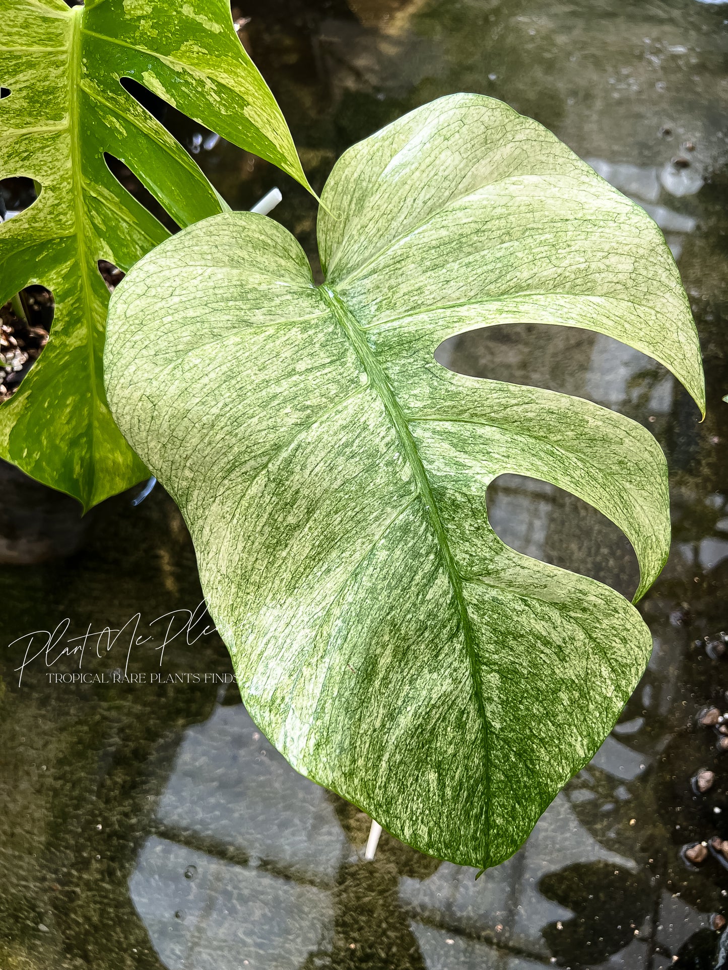 Monstera Deliciosa x Borsigiana Full Mint Variegated