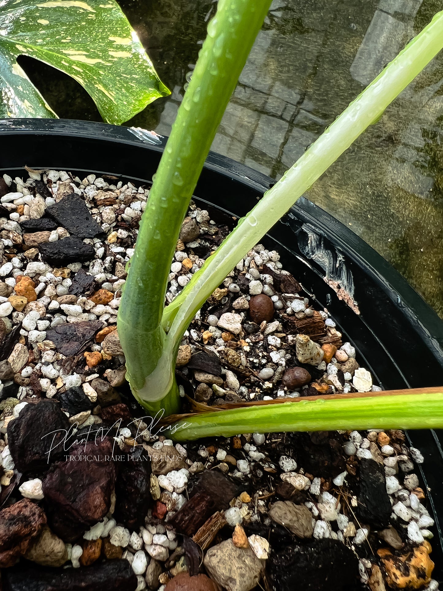 Monstera Deliciosa var. Borsigiana Aurea Variegated