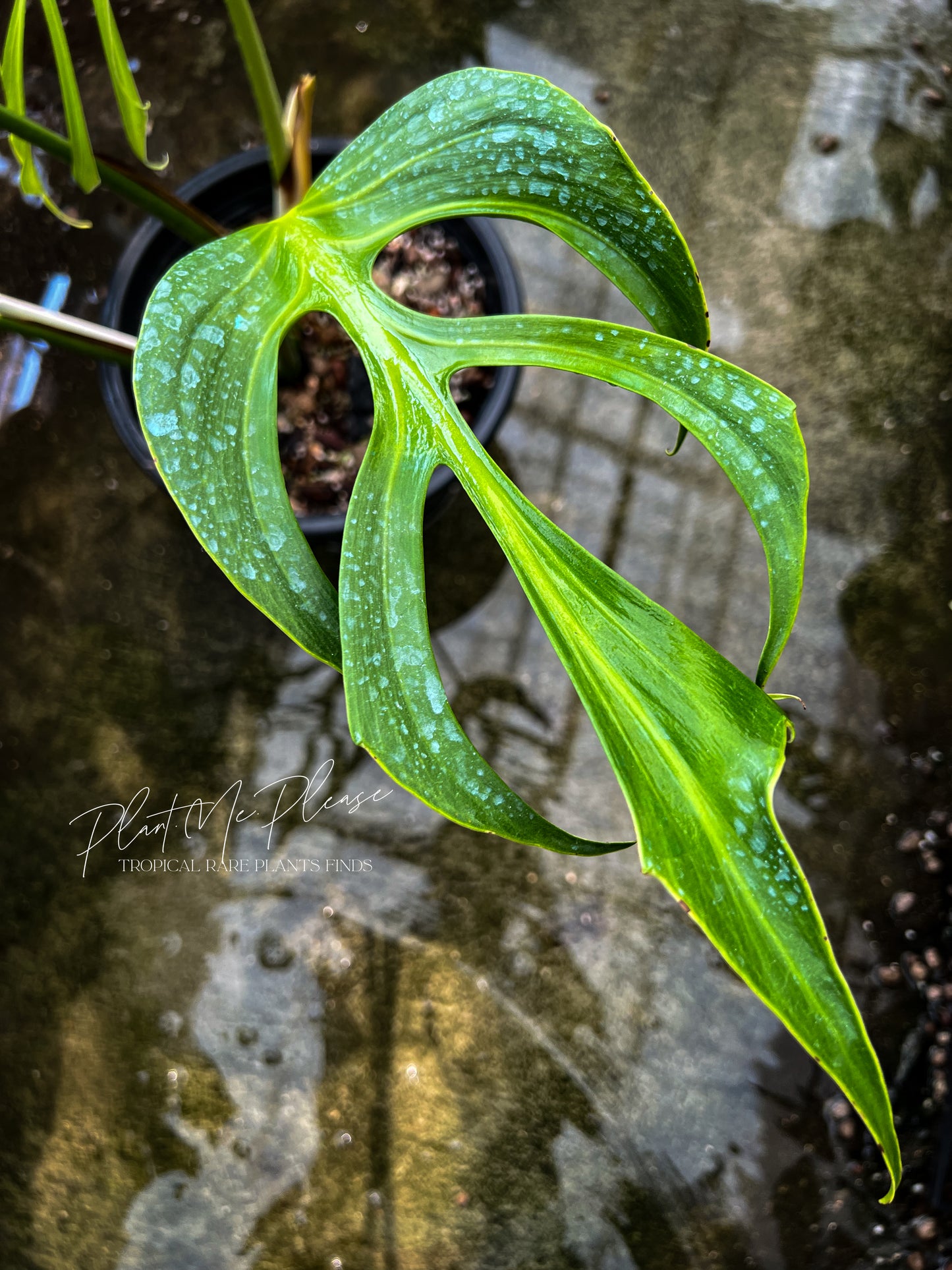 Monstera Burle Marx Flame