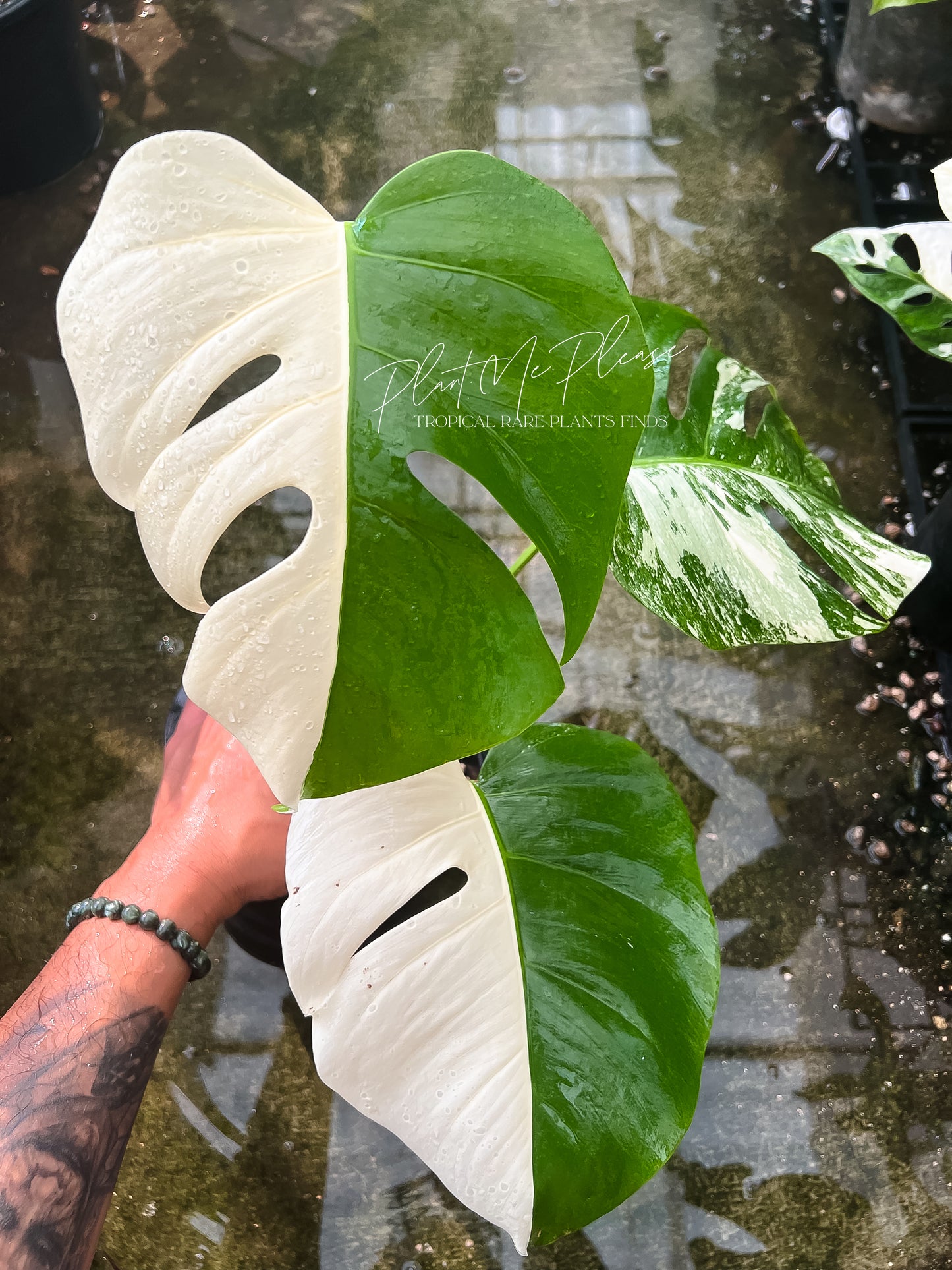 Monstera Borsigiana Albo Half Moon