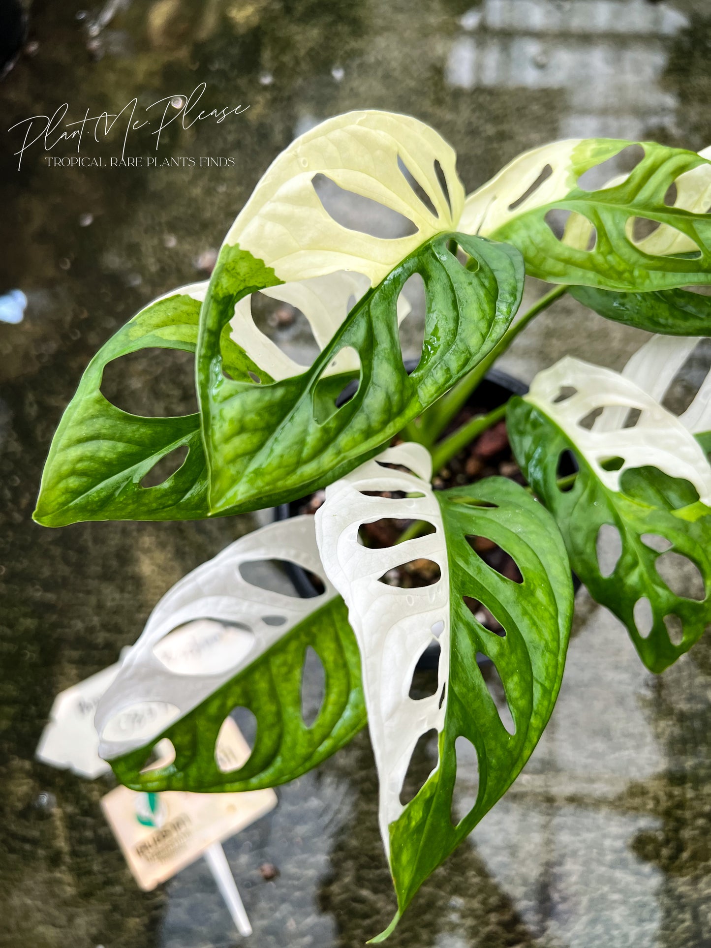 Monstera Adansonii Variegated Albo