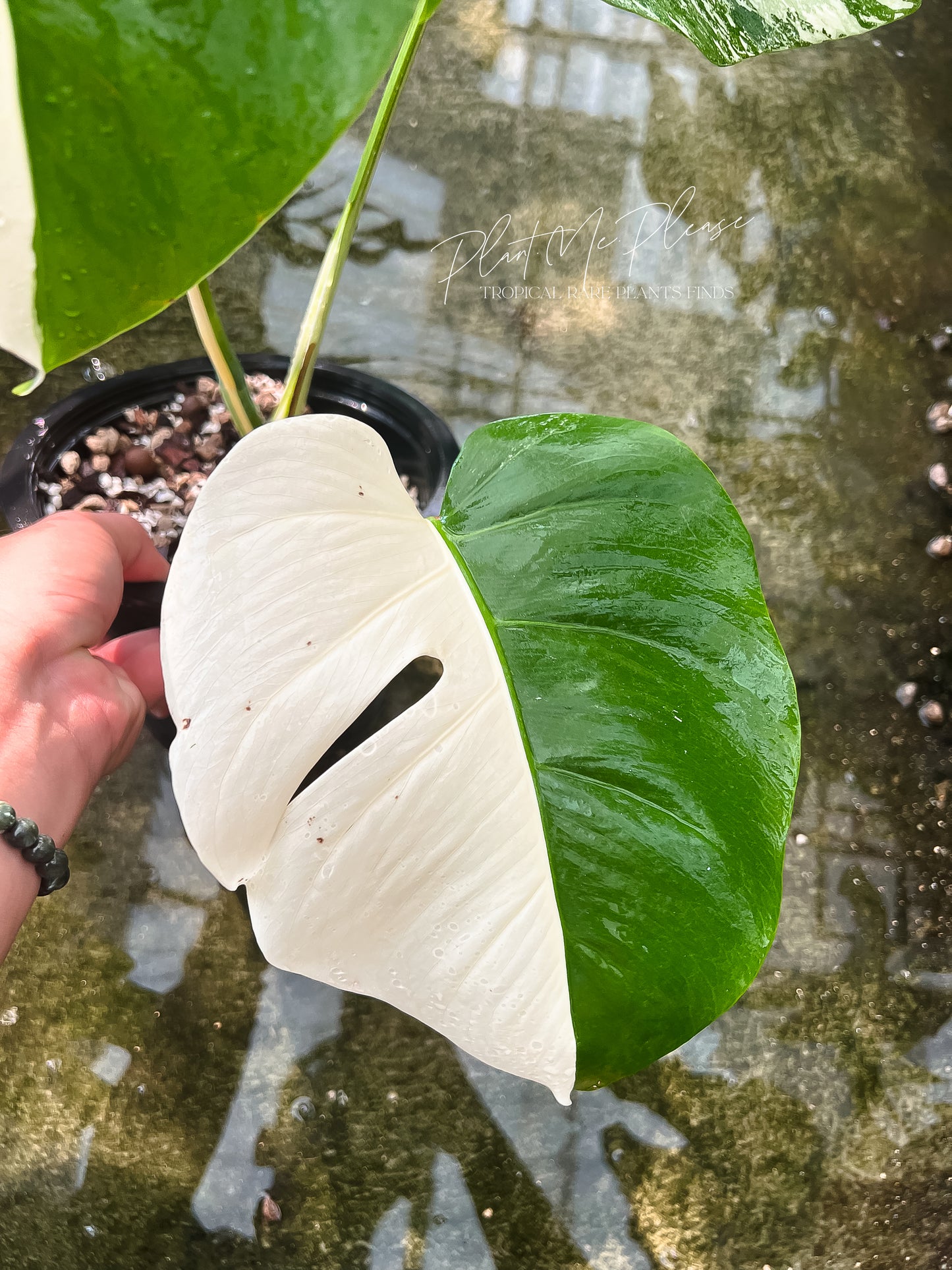 Monstera Borsigiana Albo Half Moon