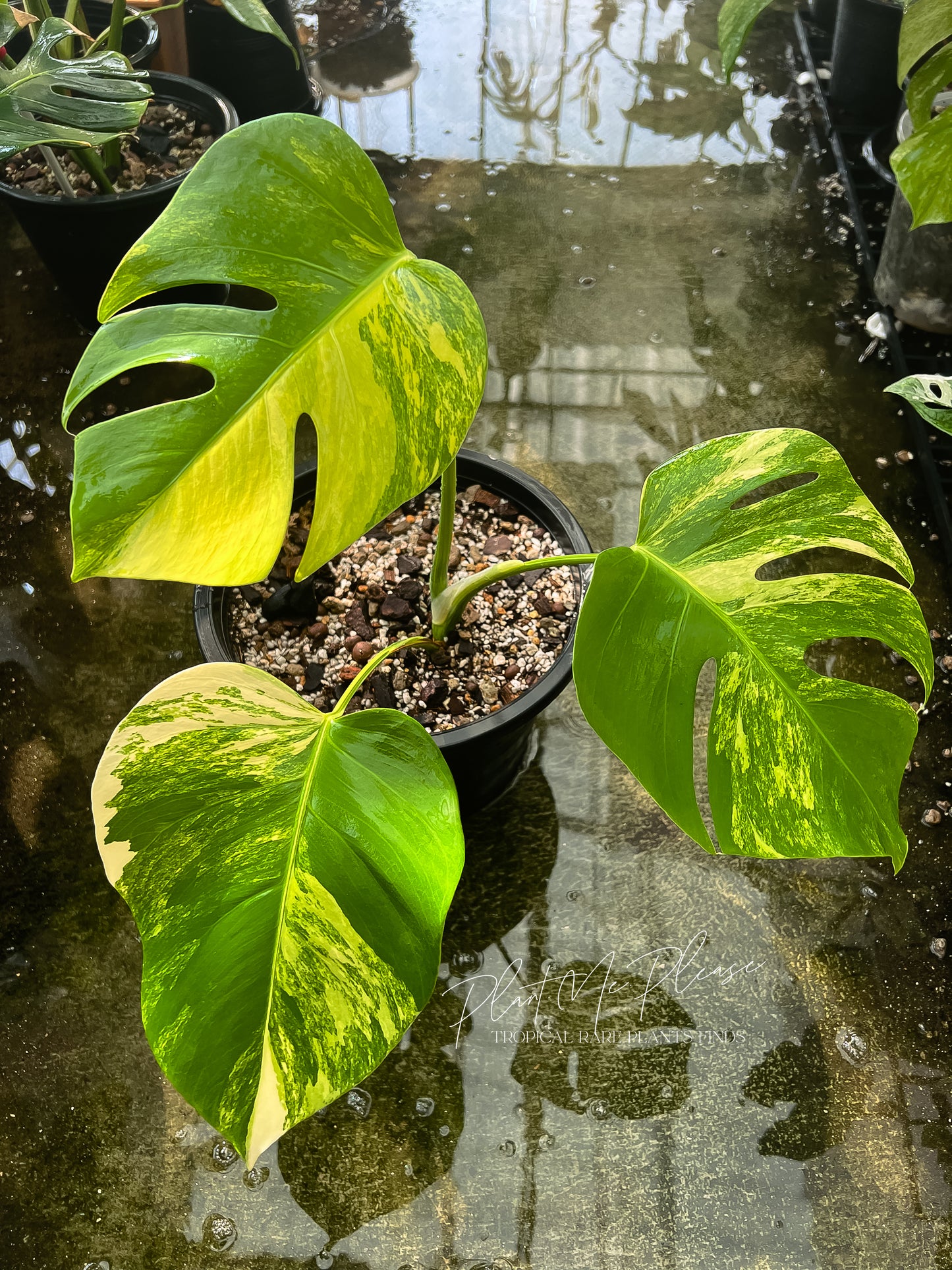 Monstera Deliciosa var. Borsigiana Aurea Variegated