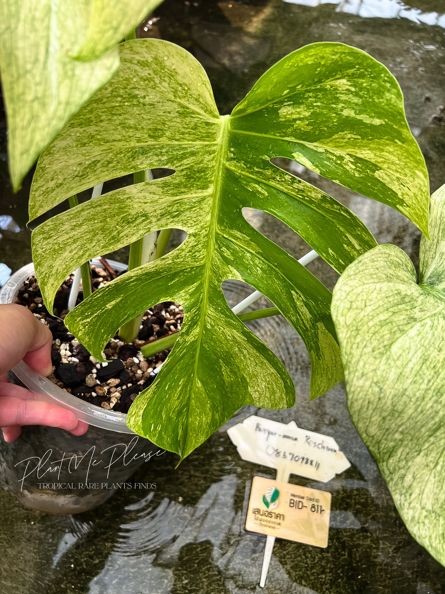 Monstera Deliciosa x Borsigiana Full Mint Variegated