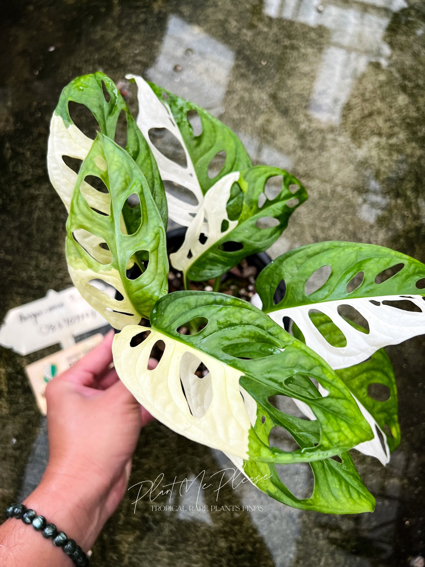 Monstera Adansonii Variegated Albo