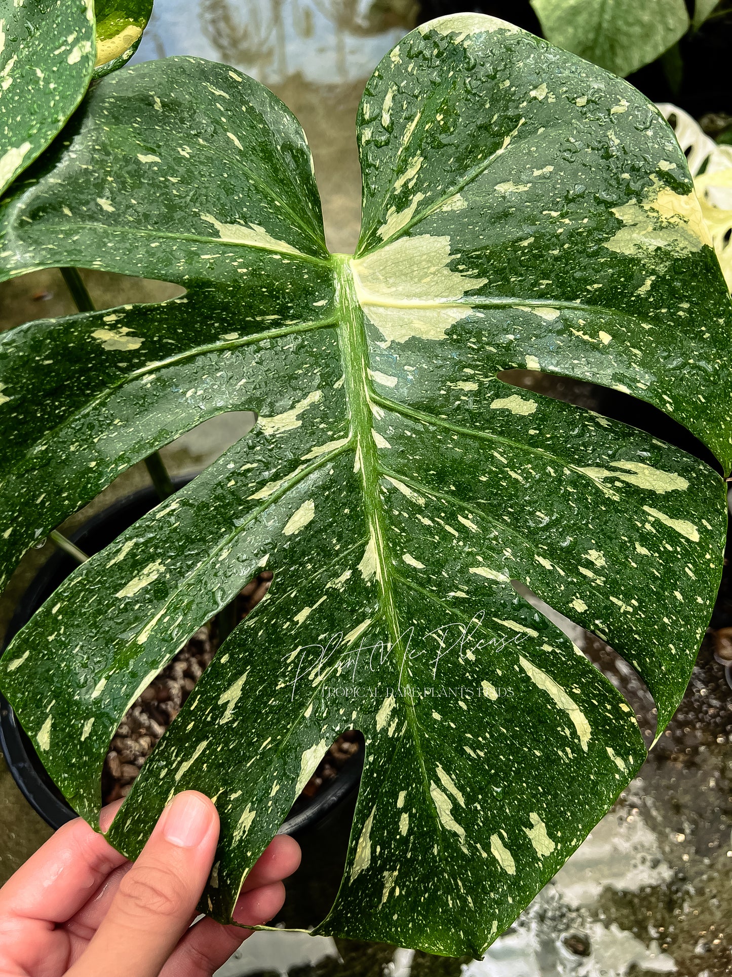 Monstera Deliciosa Thai Constellation