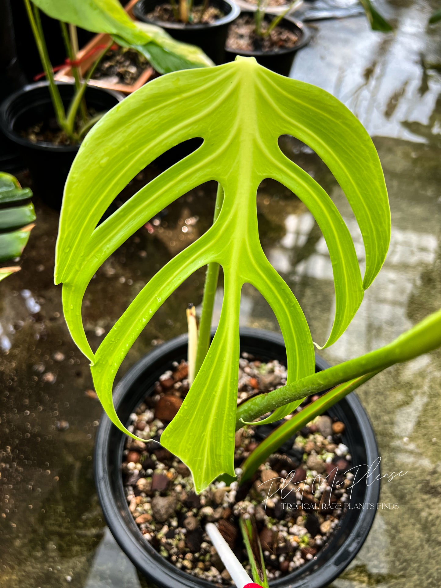 Monstera Burle Marx Flame