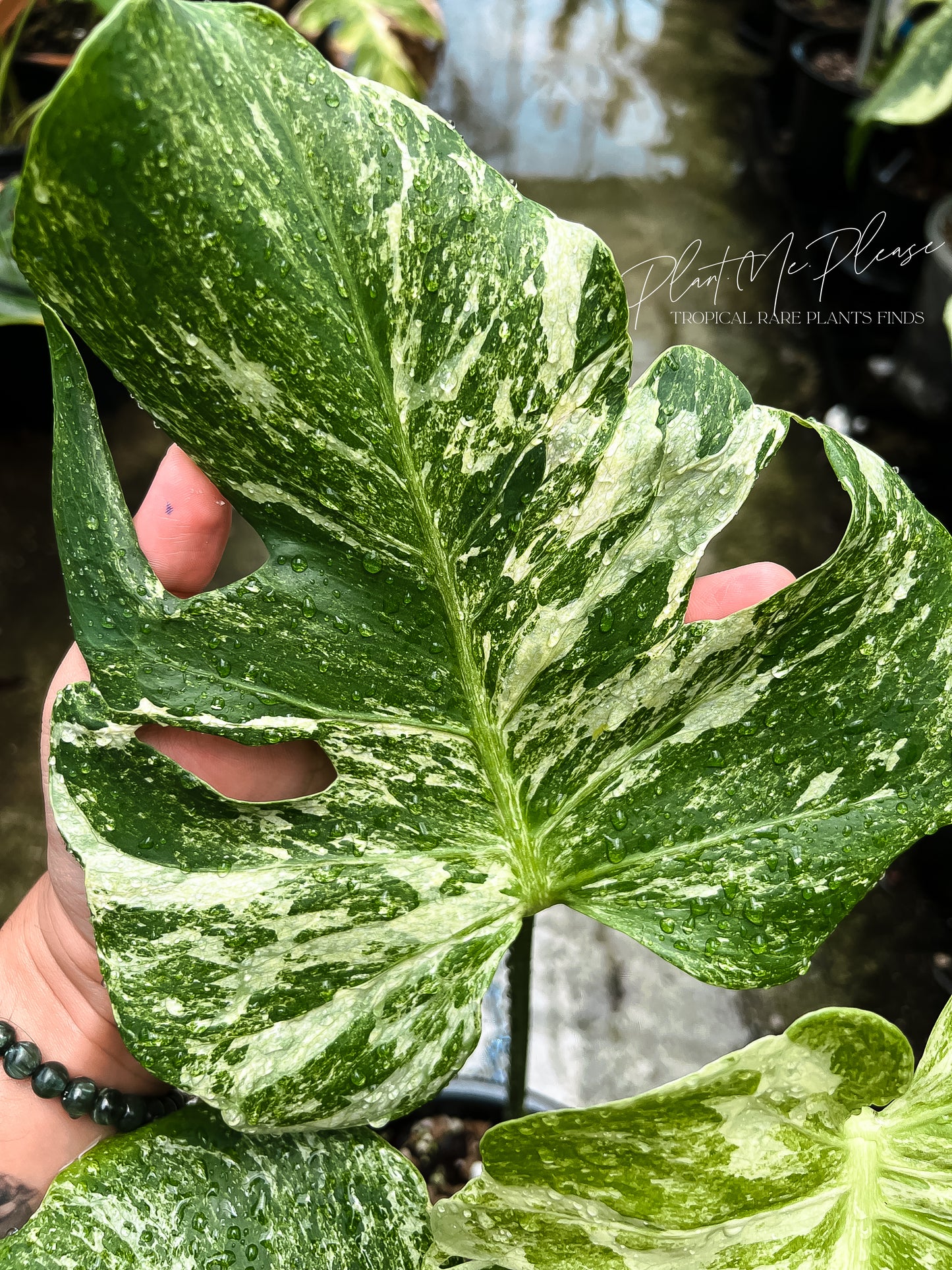 Monstera Deliciosa Contortar